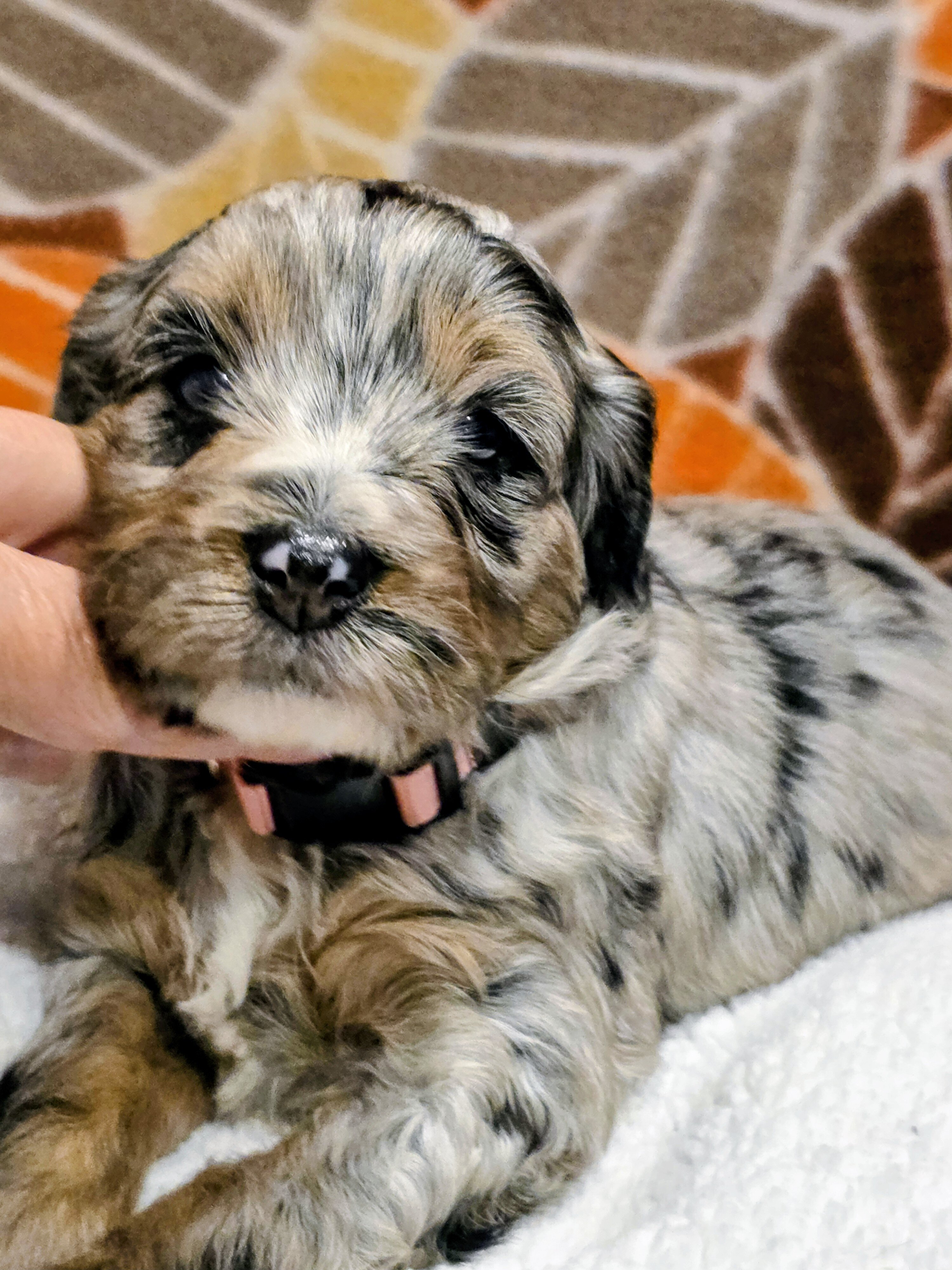 Miniature Bernedoodles image 2