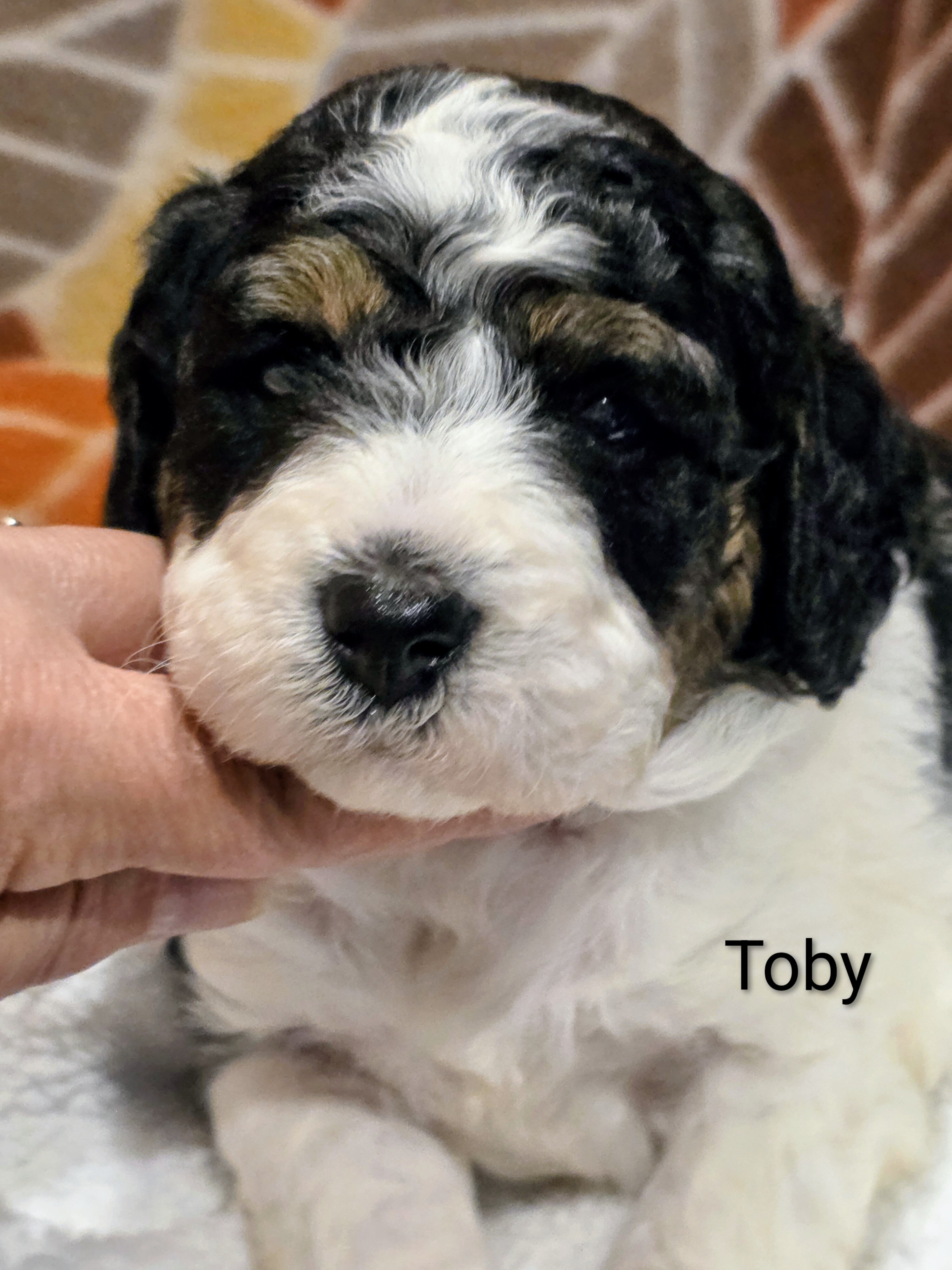 Miniature Bernedoodles image 4