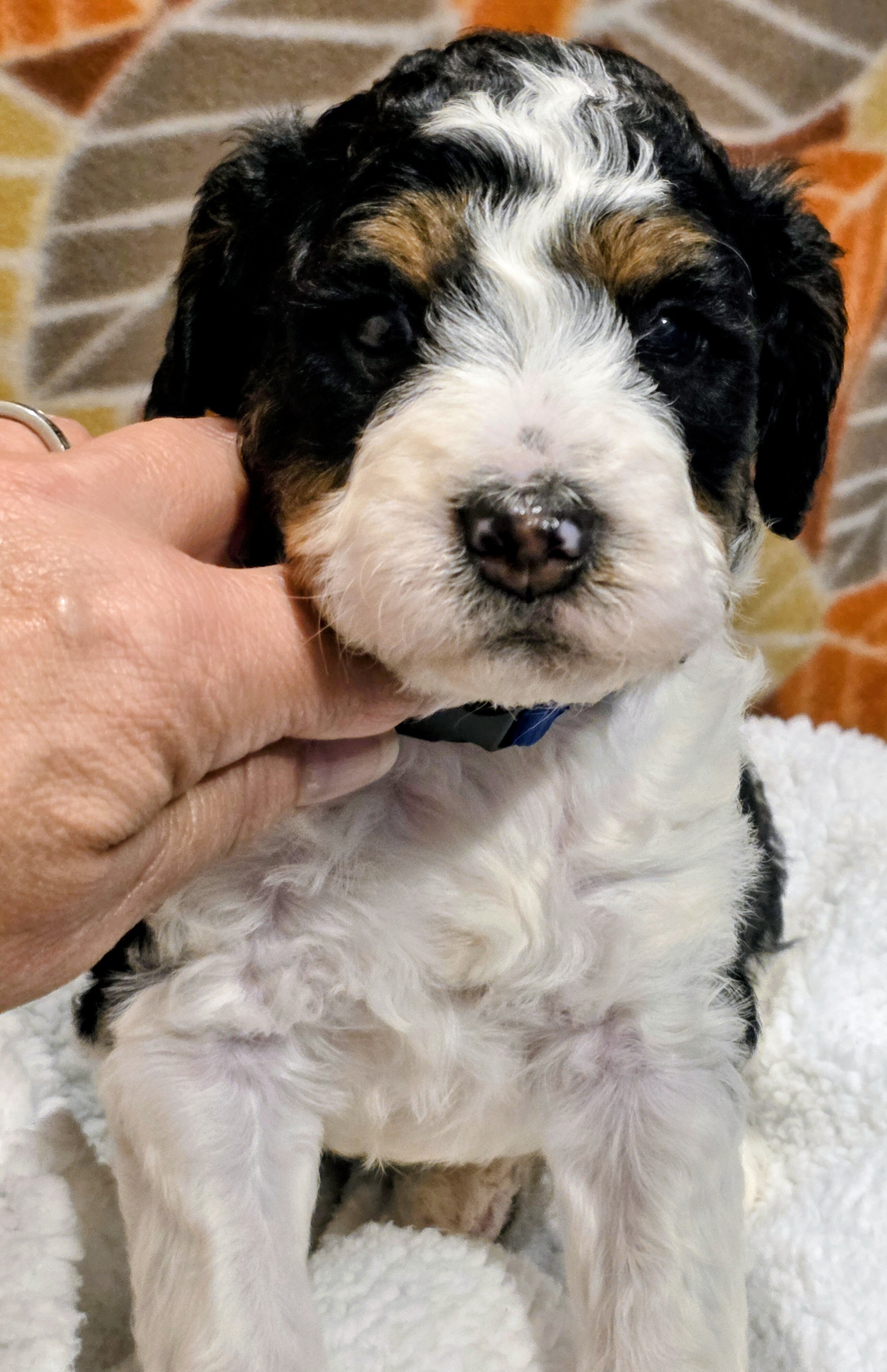 Miniature Bernedoodles image 3