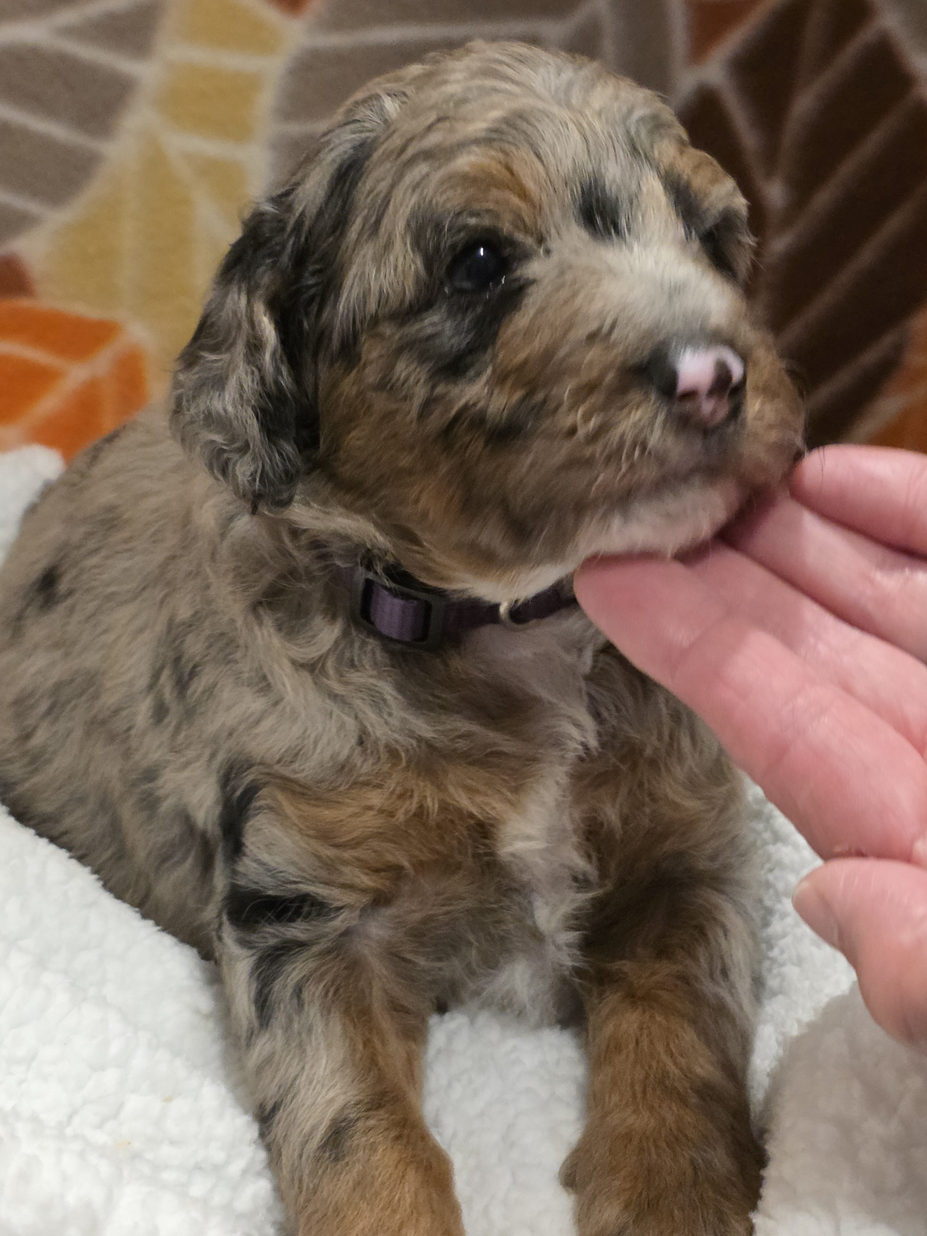 Miniature Bernedoodles image 5