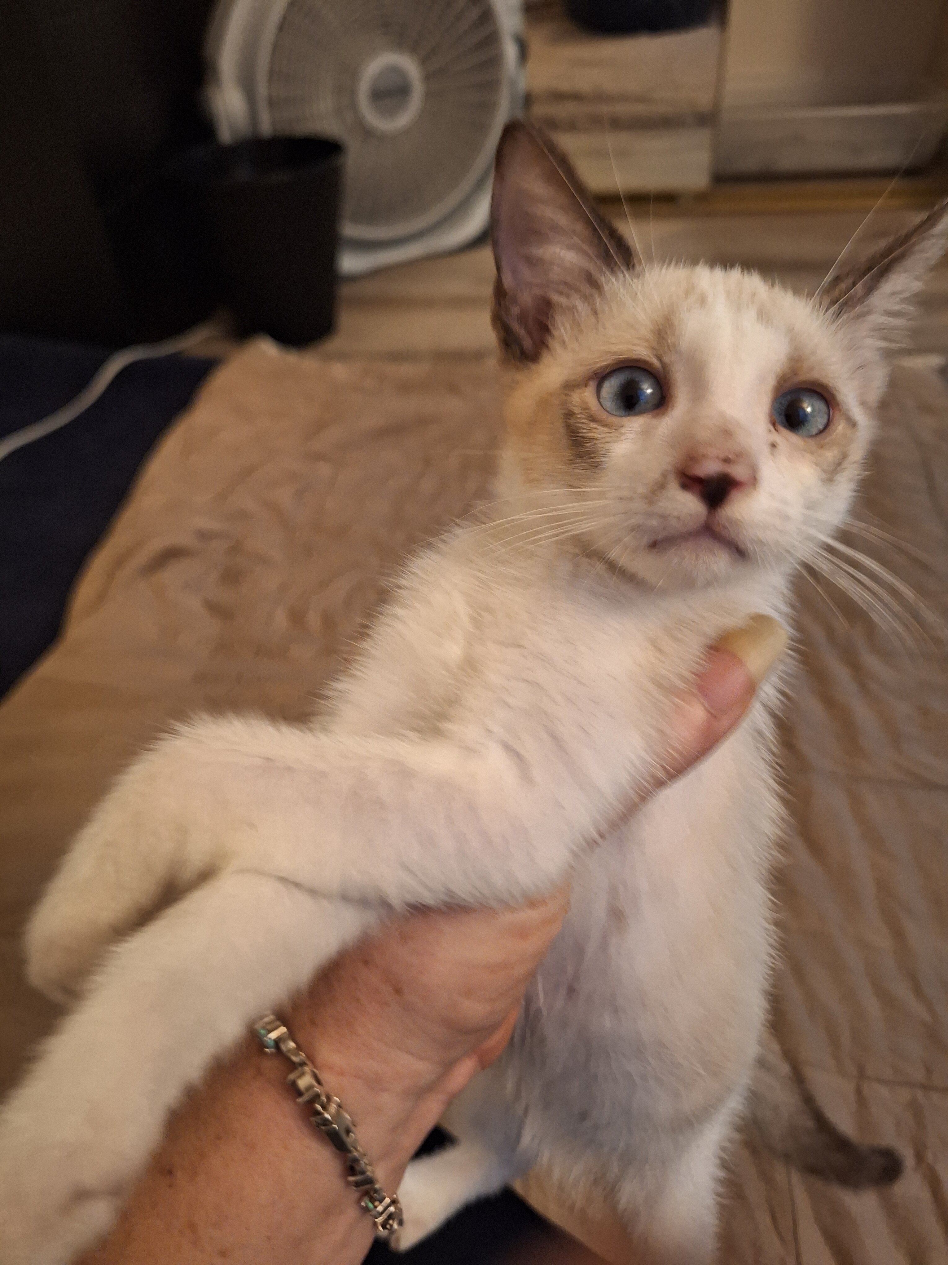 5 Cute Kittens image 3