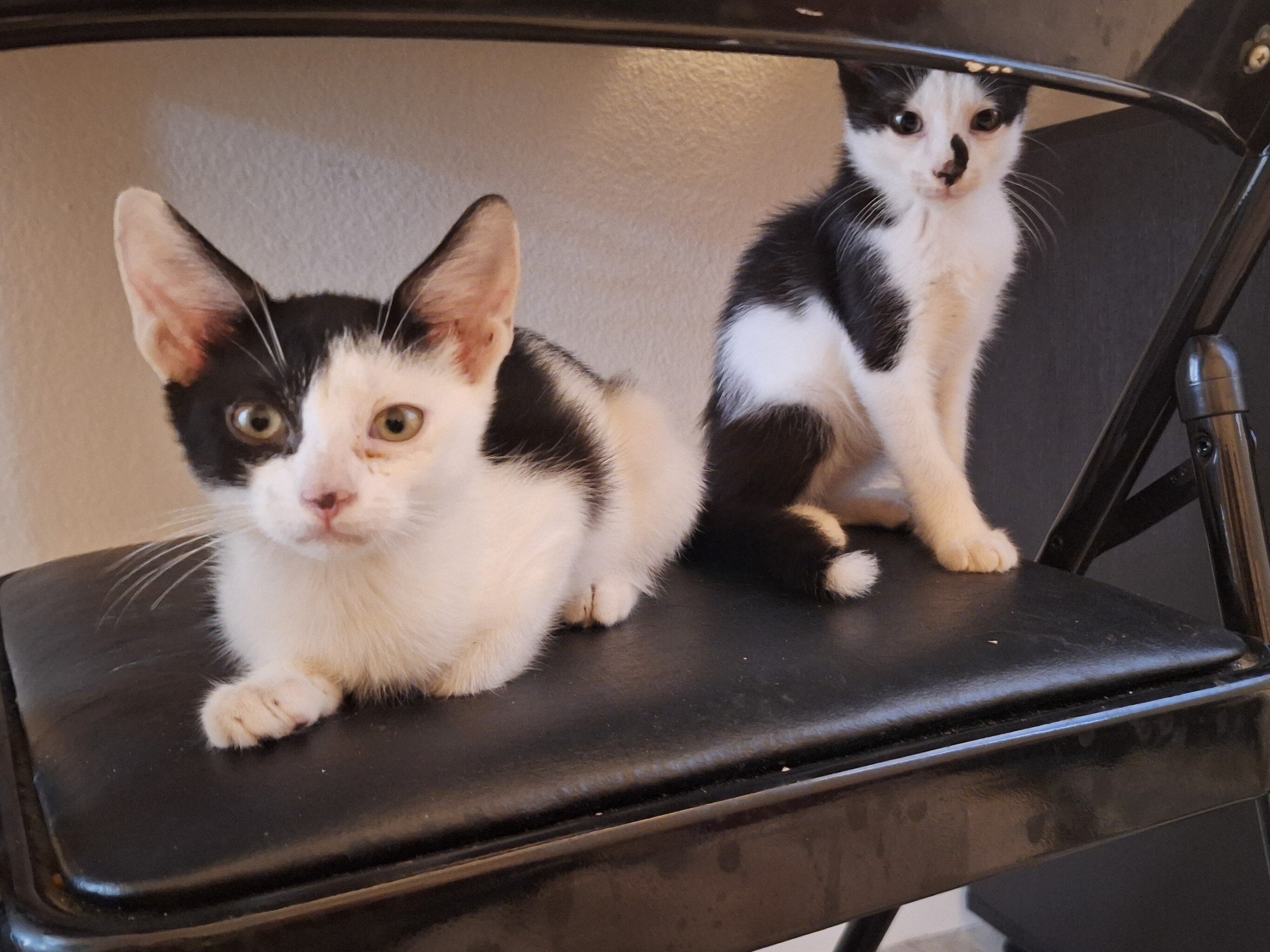 5 Cute Kittens image 1