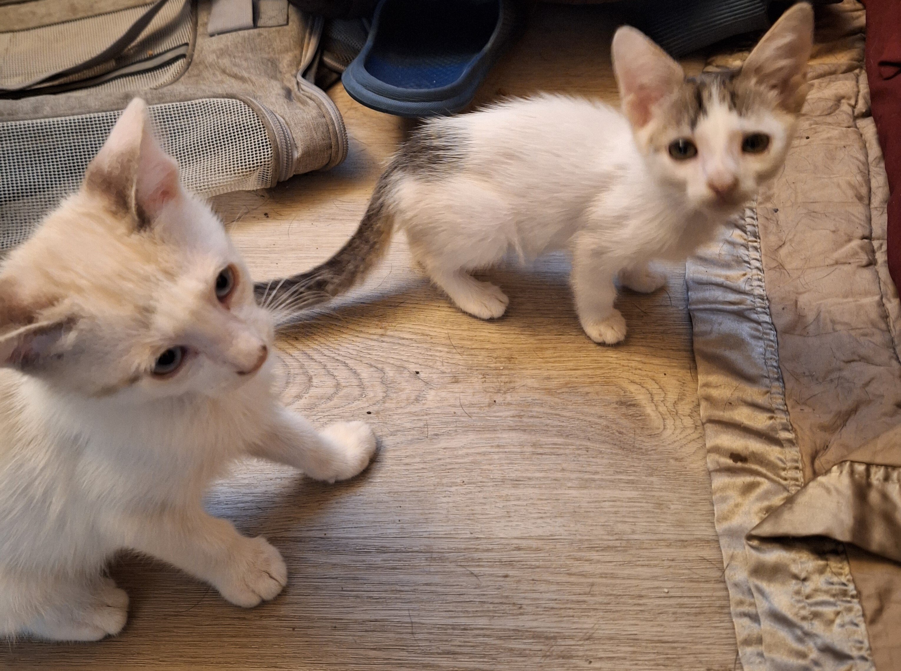 5 Cute Kittens image 2