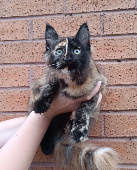 Stunning Champion-Line Maine Coons image 1