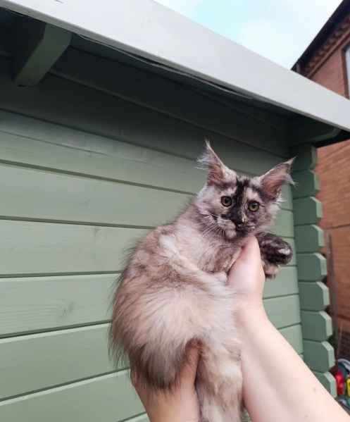 Stunning Champion-Line Maine Coons image 2