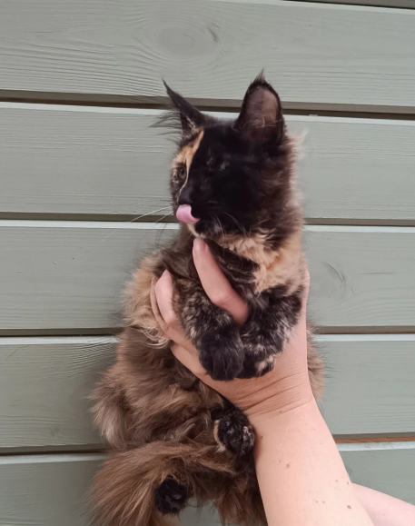 Stunning Champion-Line Maine Coons image 3
