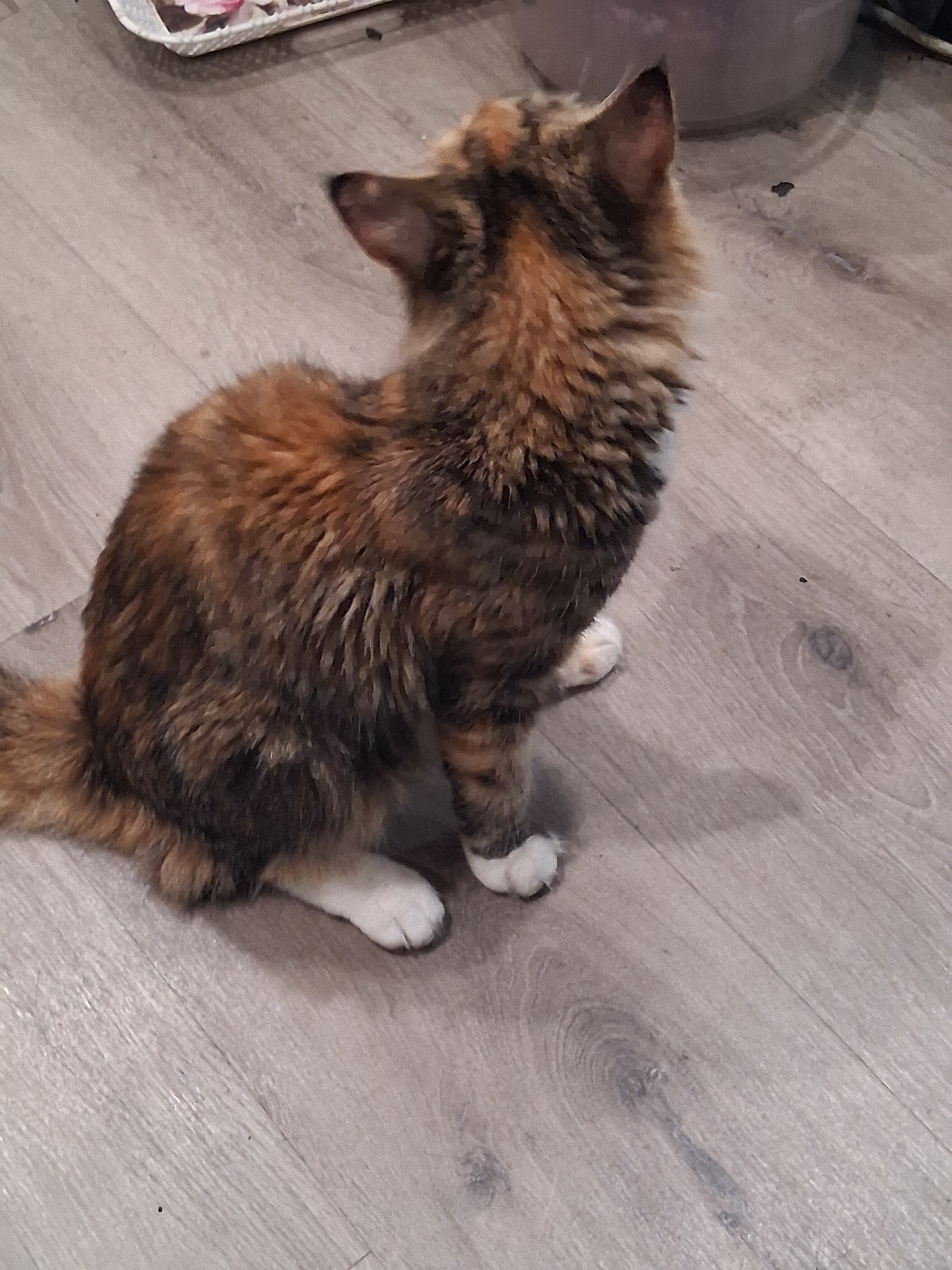 Cat. image 1