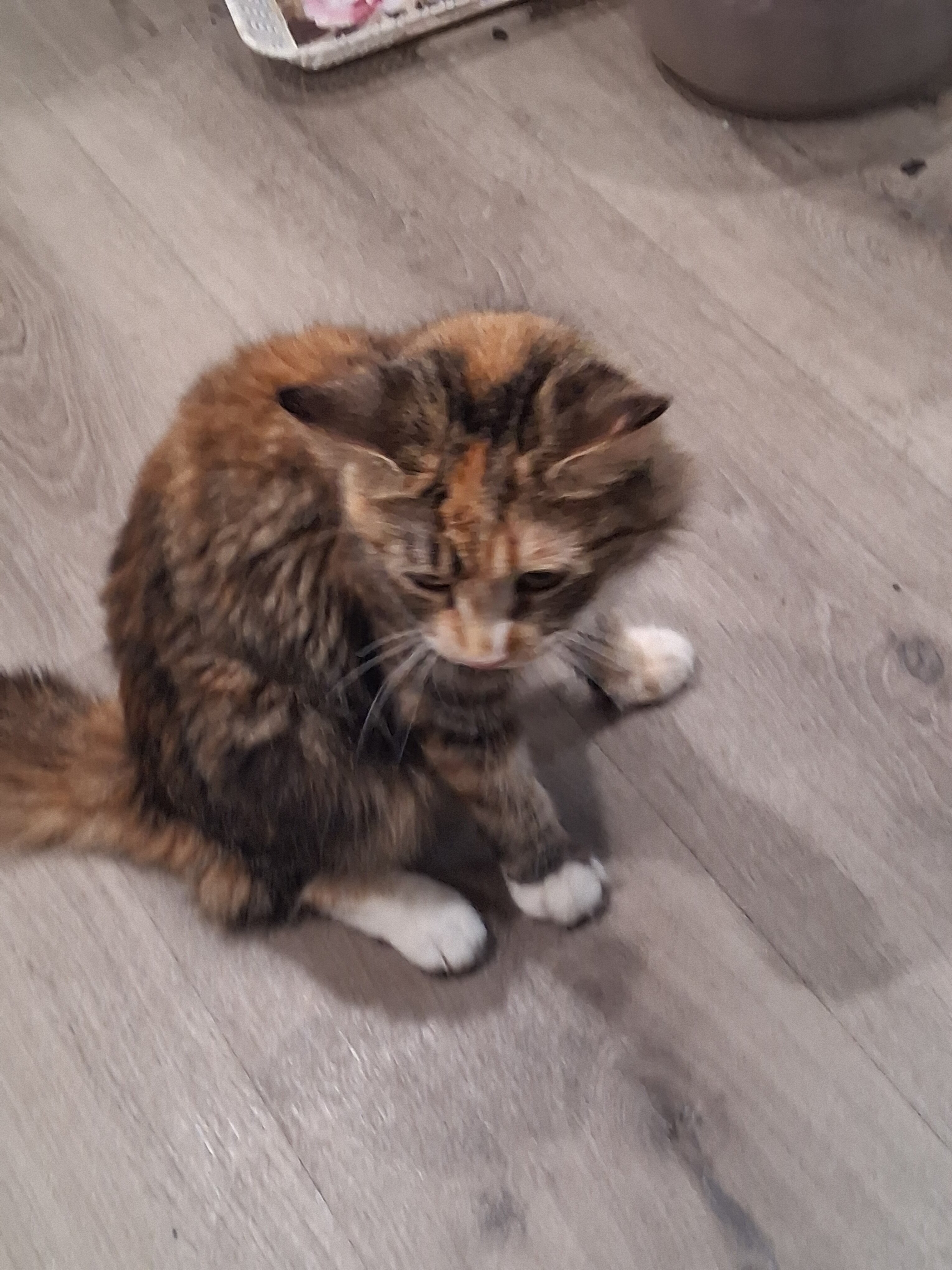 Cat. image 2