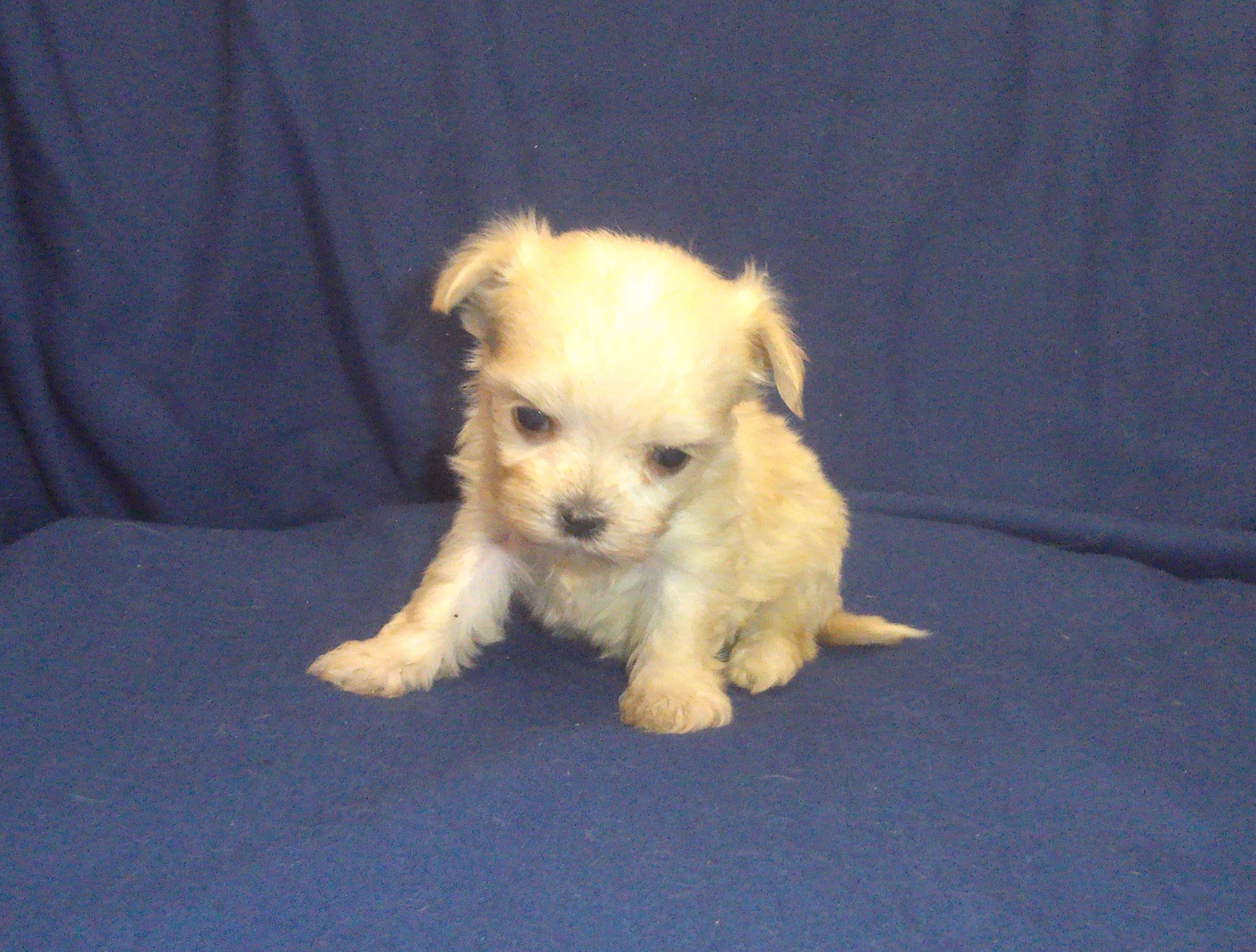 Polly (teacup) - emontional support dog, no-shed image 3