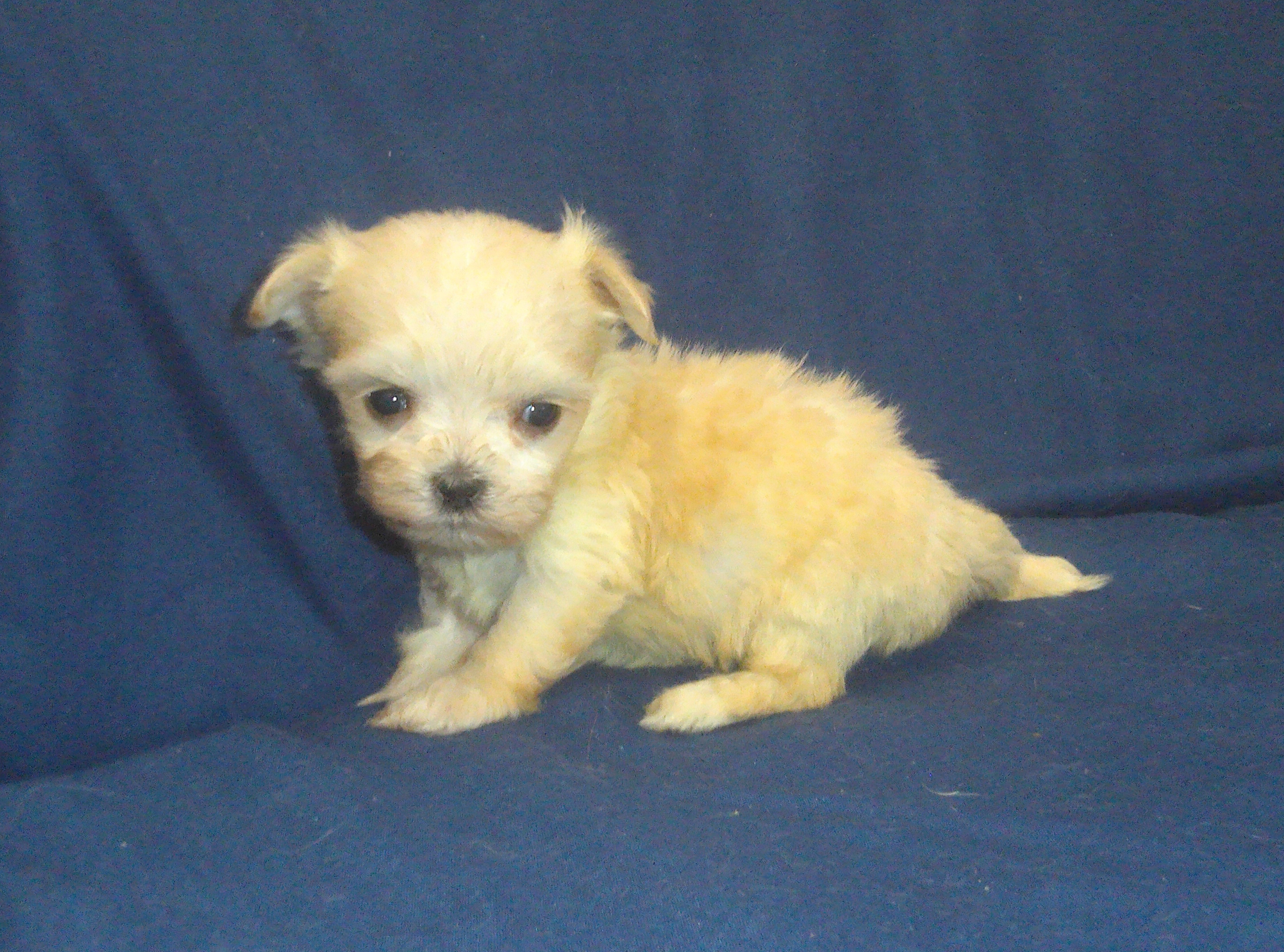 Polly (teacup) - emontional support dog, no-shed image 2