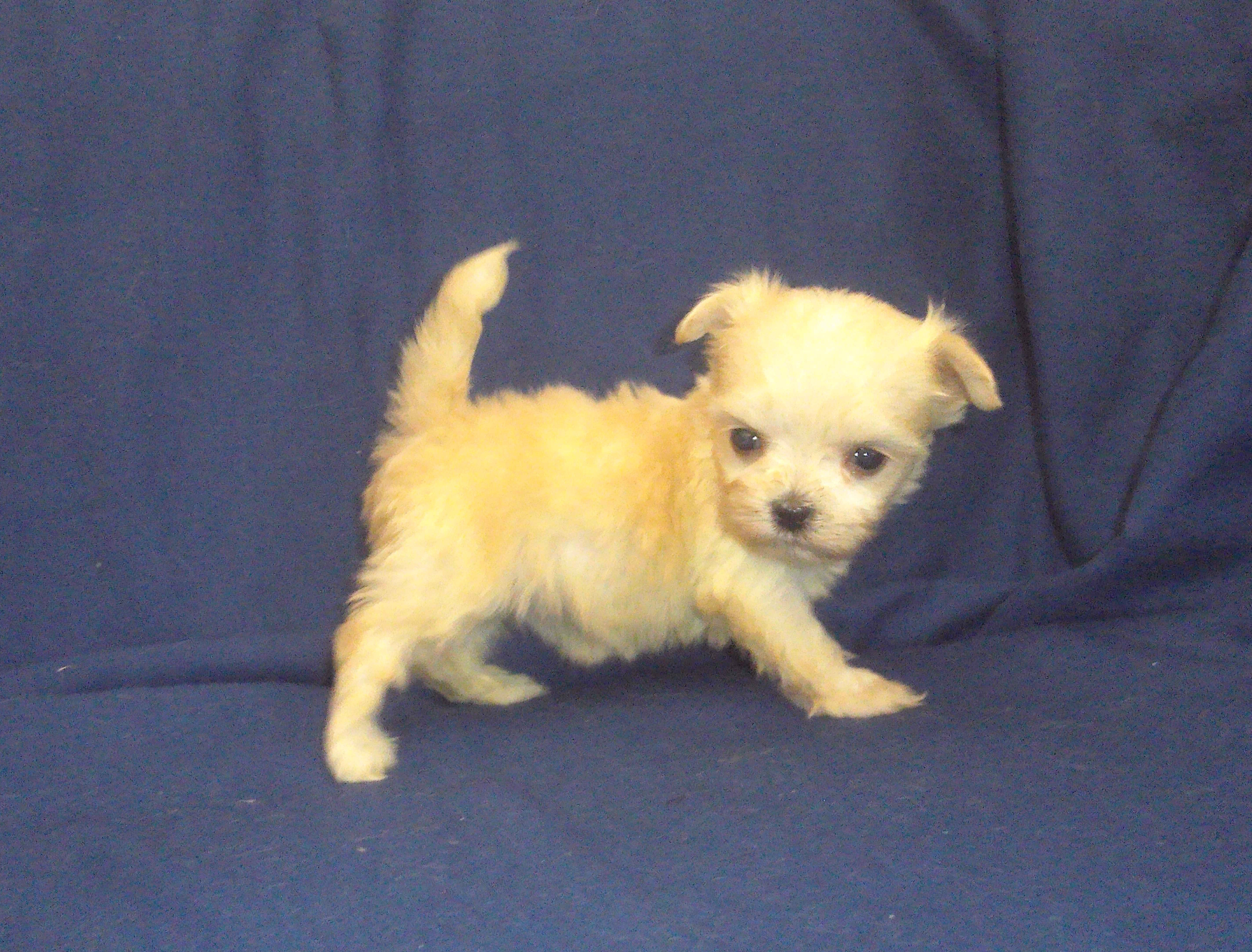 Polly (teacup) - emontional support dog, no-shed image 1