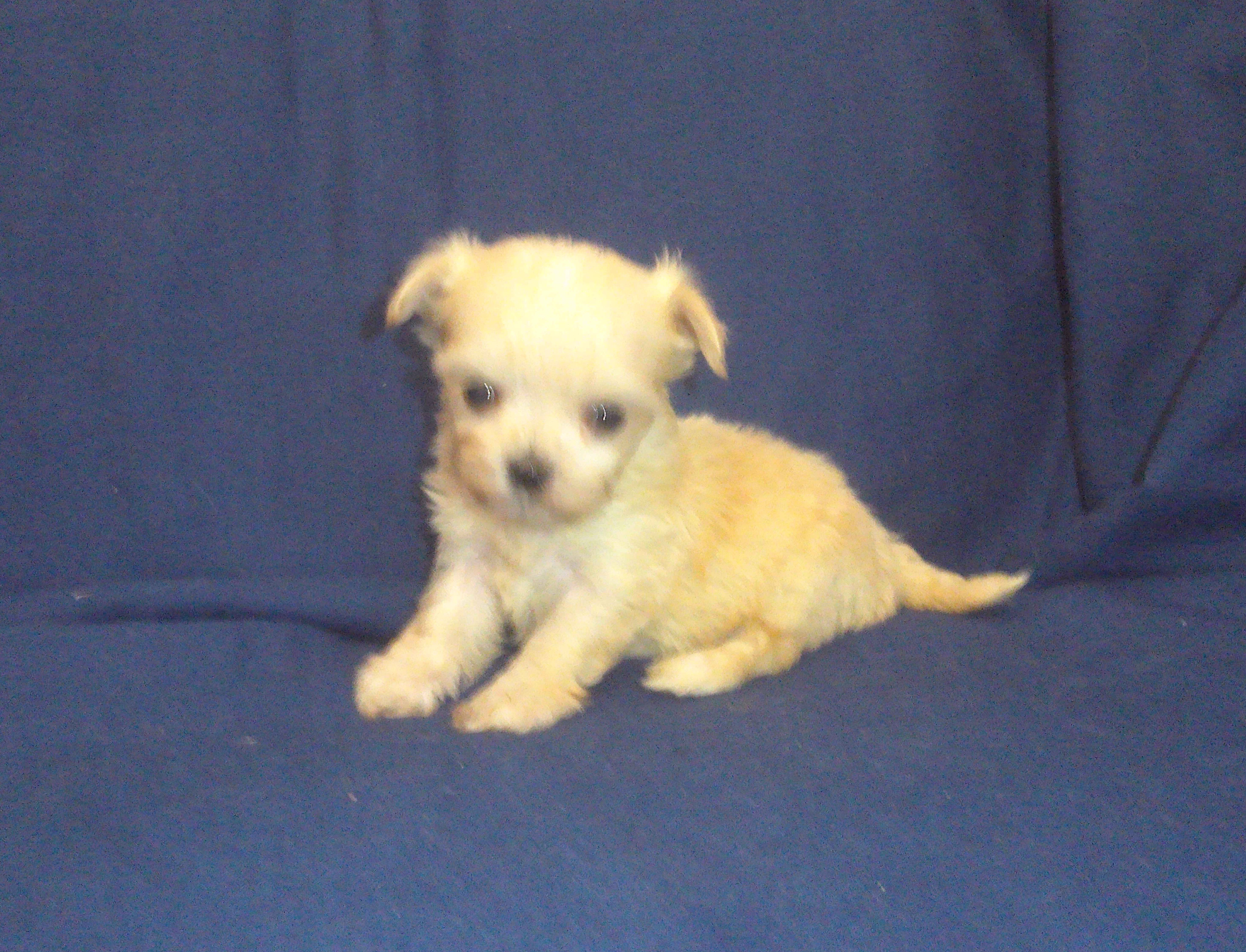 Polly (teacup) - emontional support dog, no-shed image 4