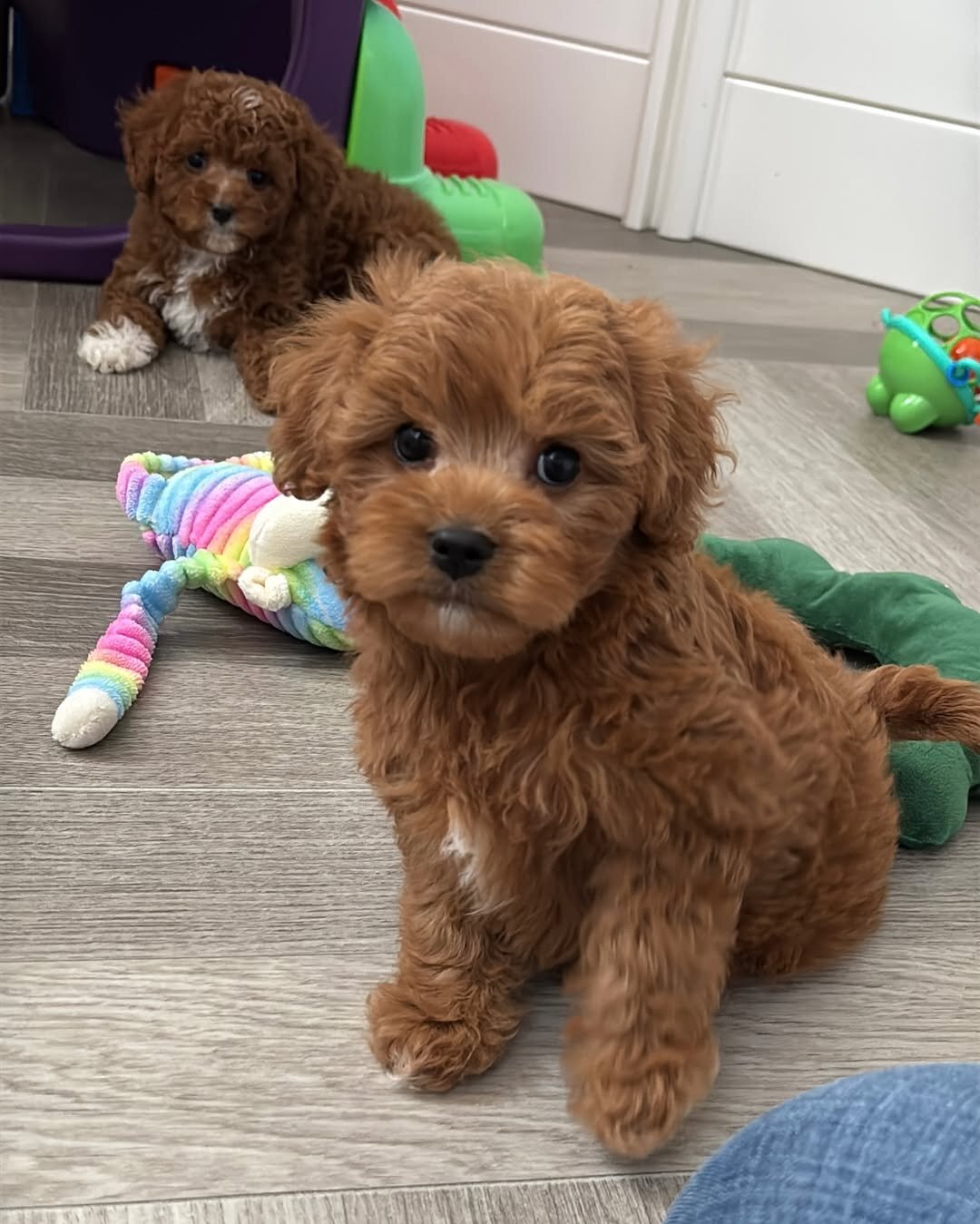 Toy Poodle Puppies for sale image 1