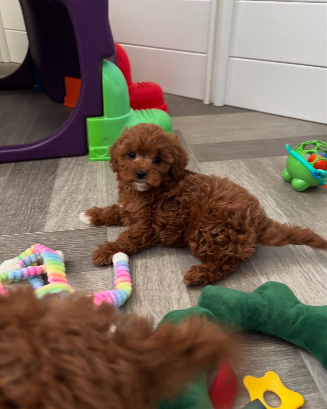 Toy Poodle Puppies for sale image 2
