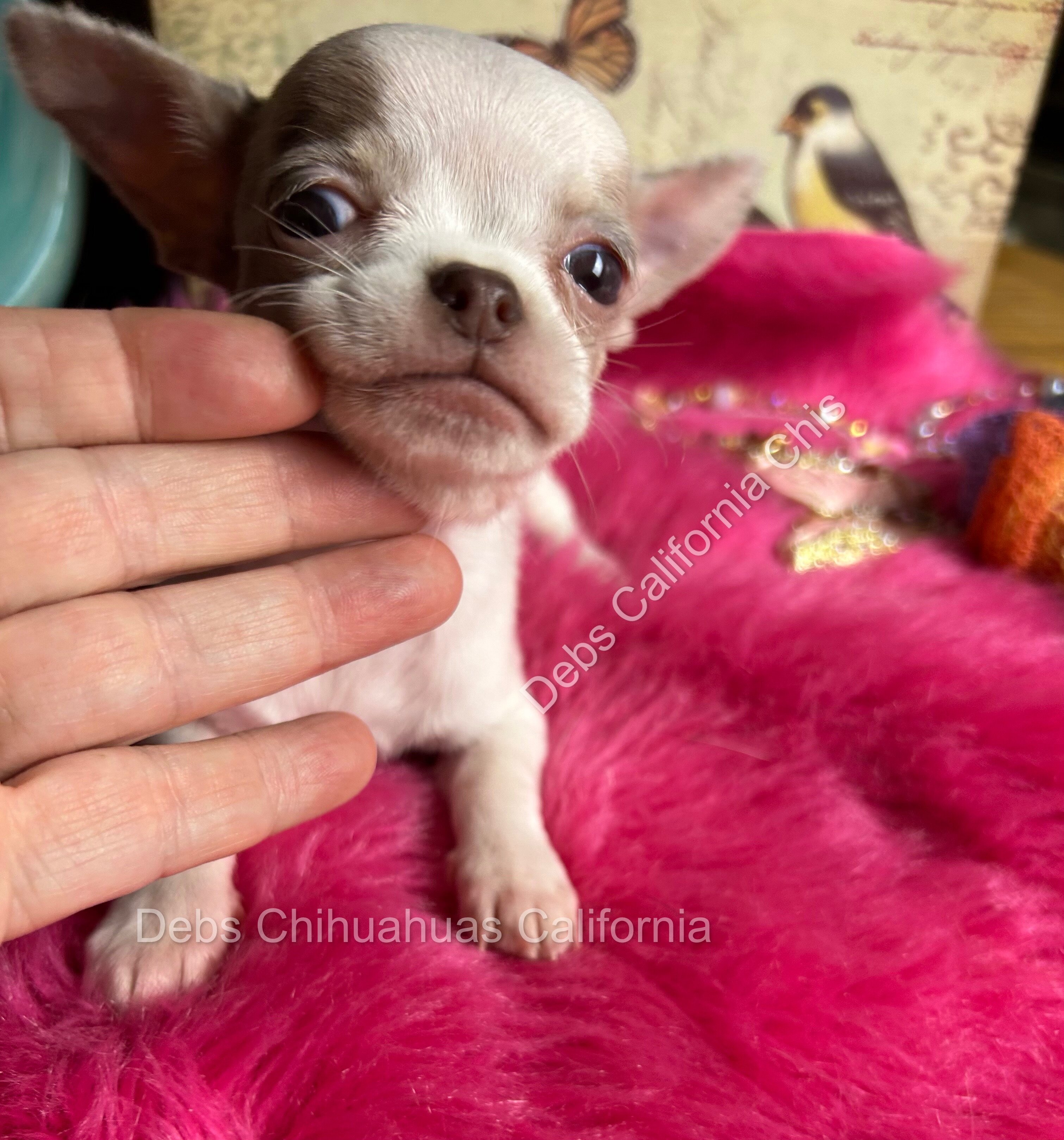 Debs Chihuahuas California image 5