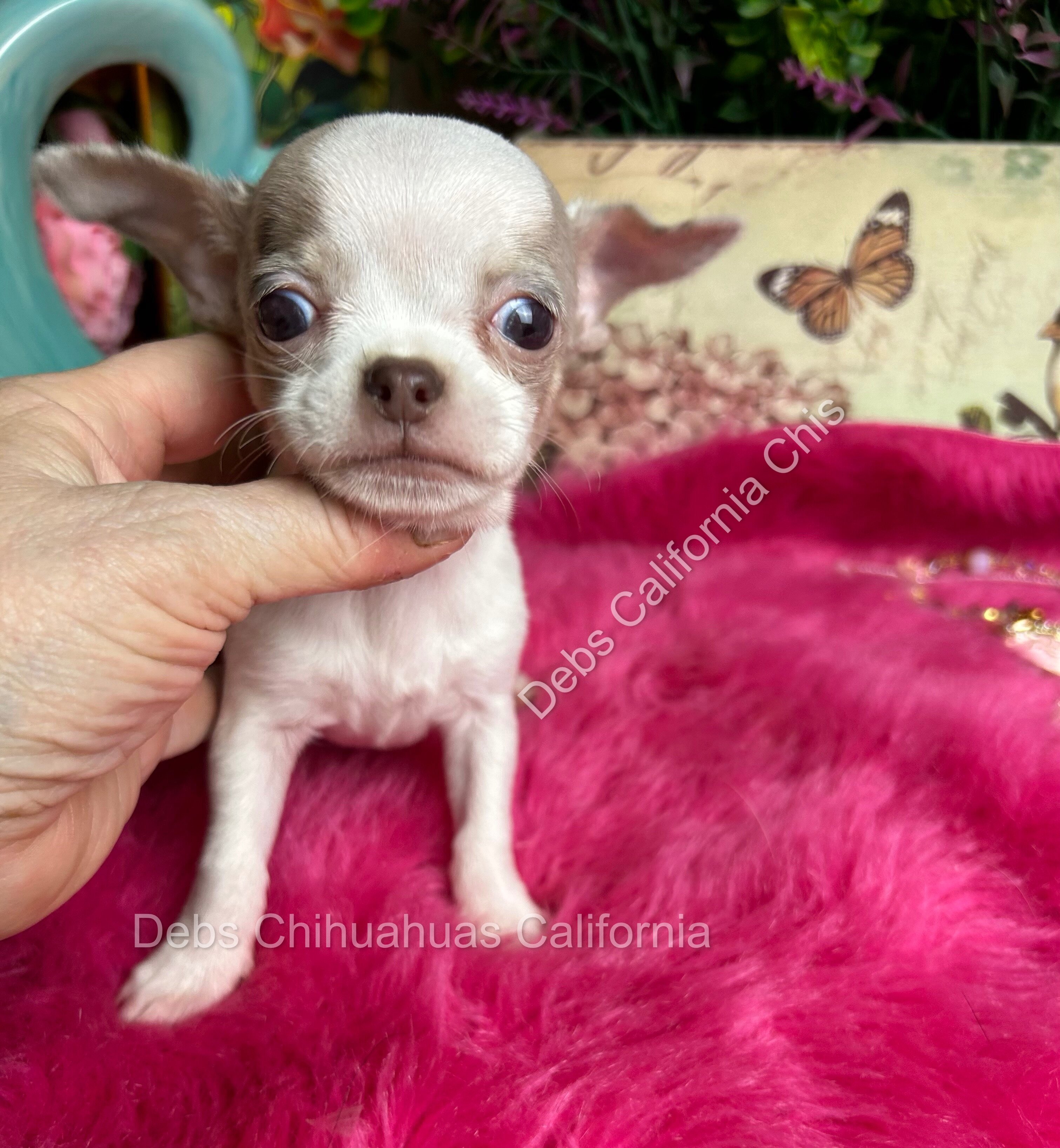 Debs Chihuahuas California image 1