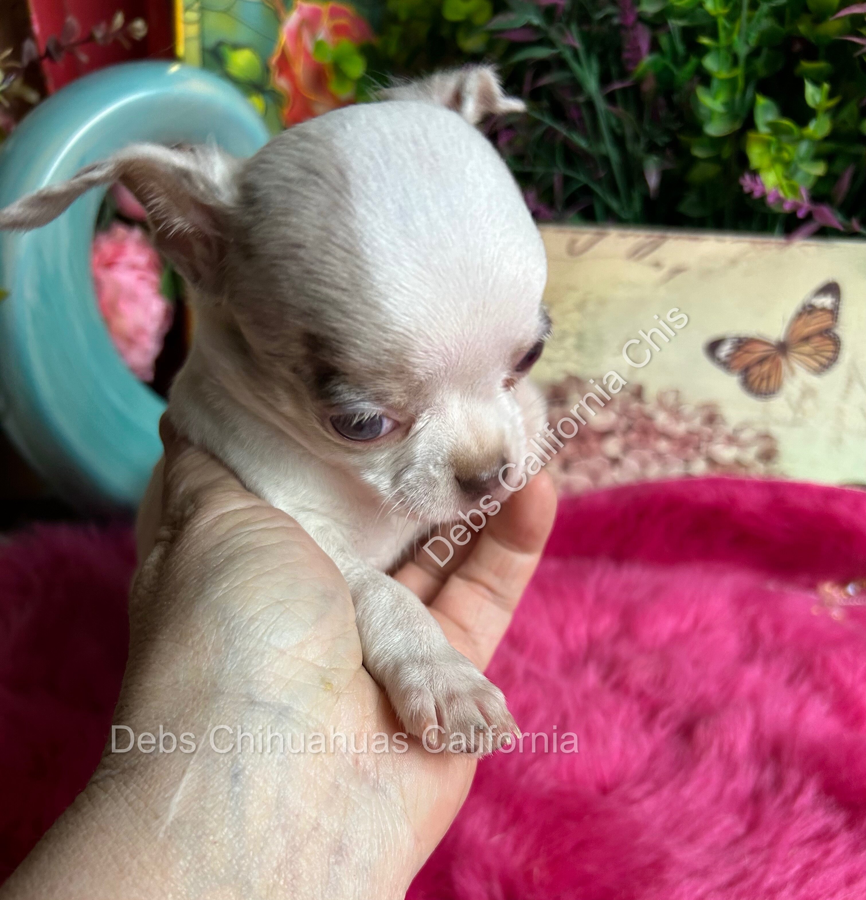Debs Chihuahuas California image 2