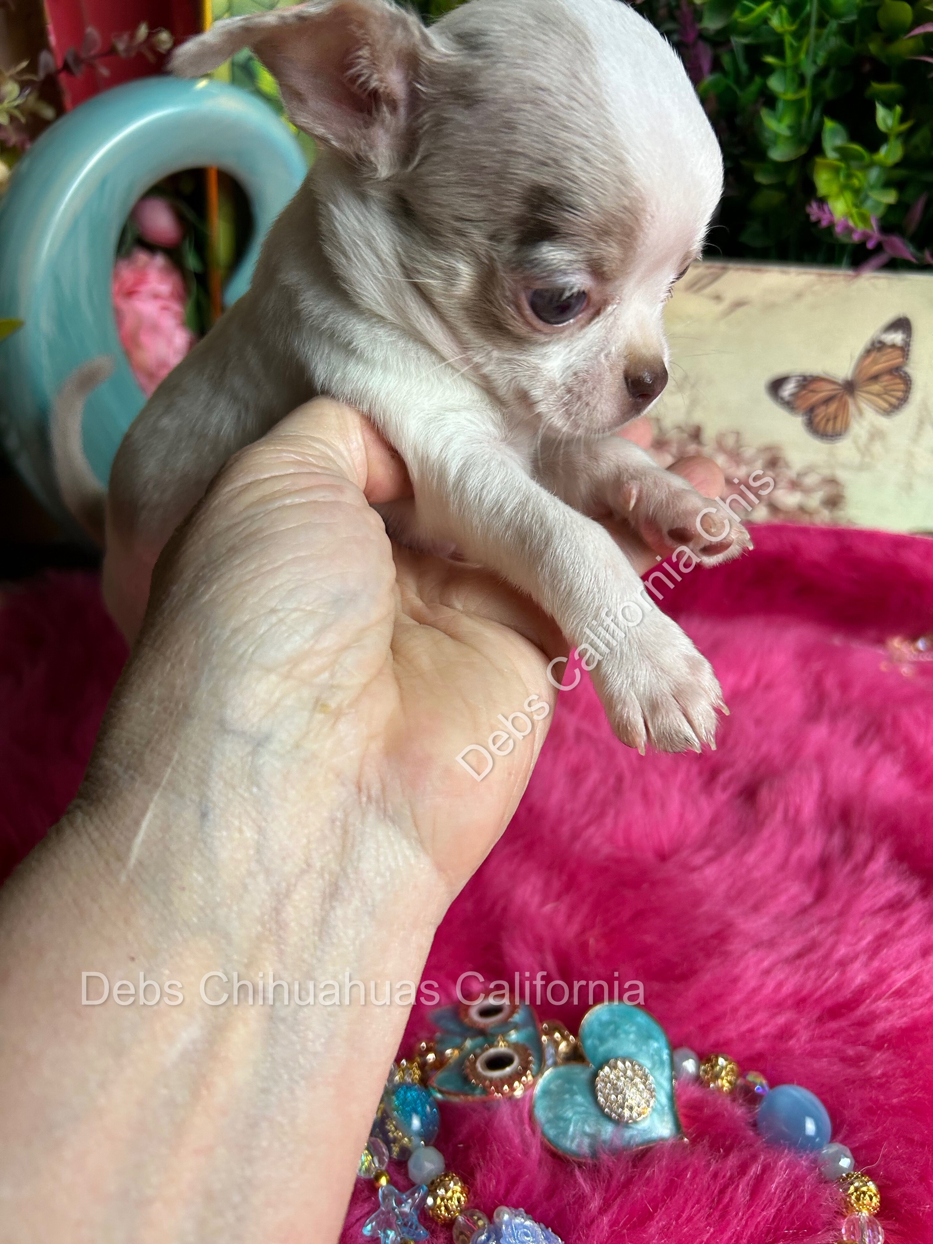 Debs Chihuahuas California image 4