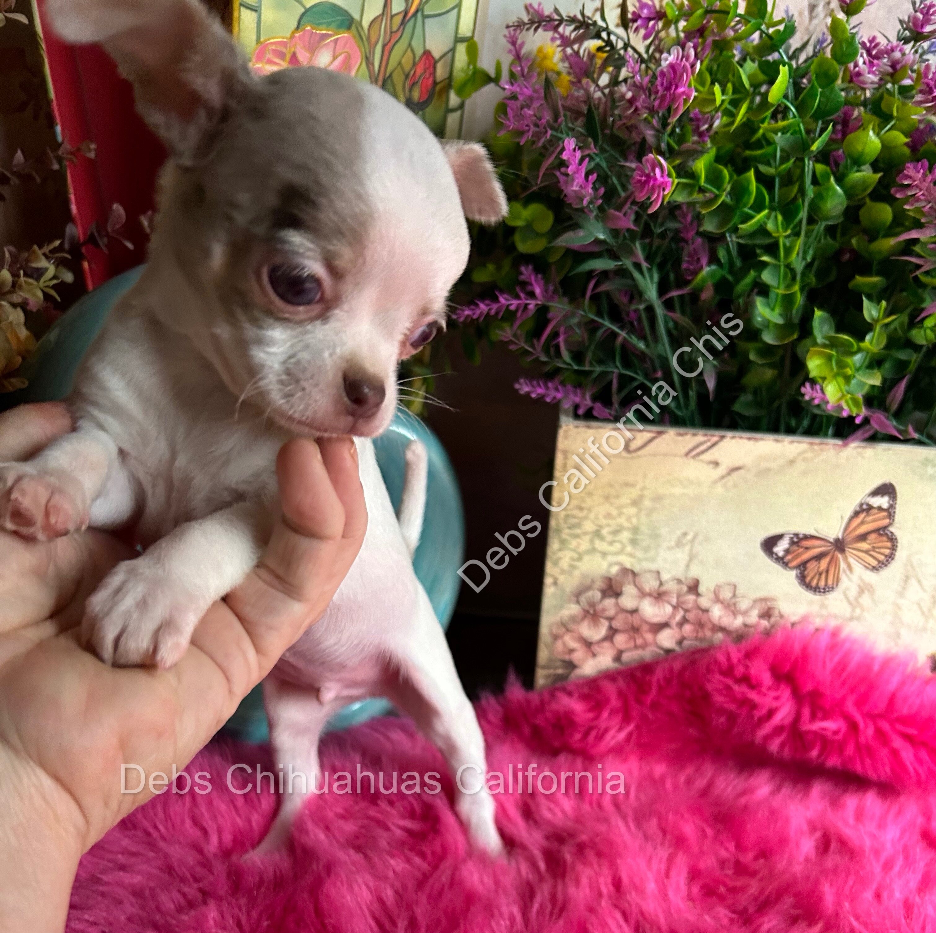 Debs Chihuahuas California image 6