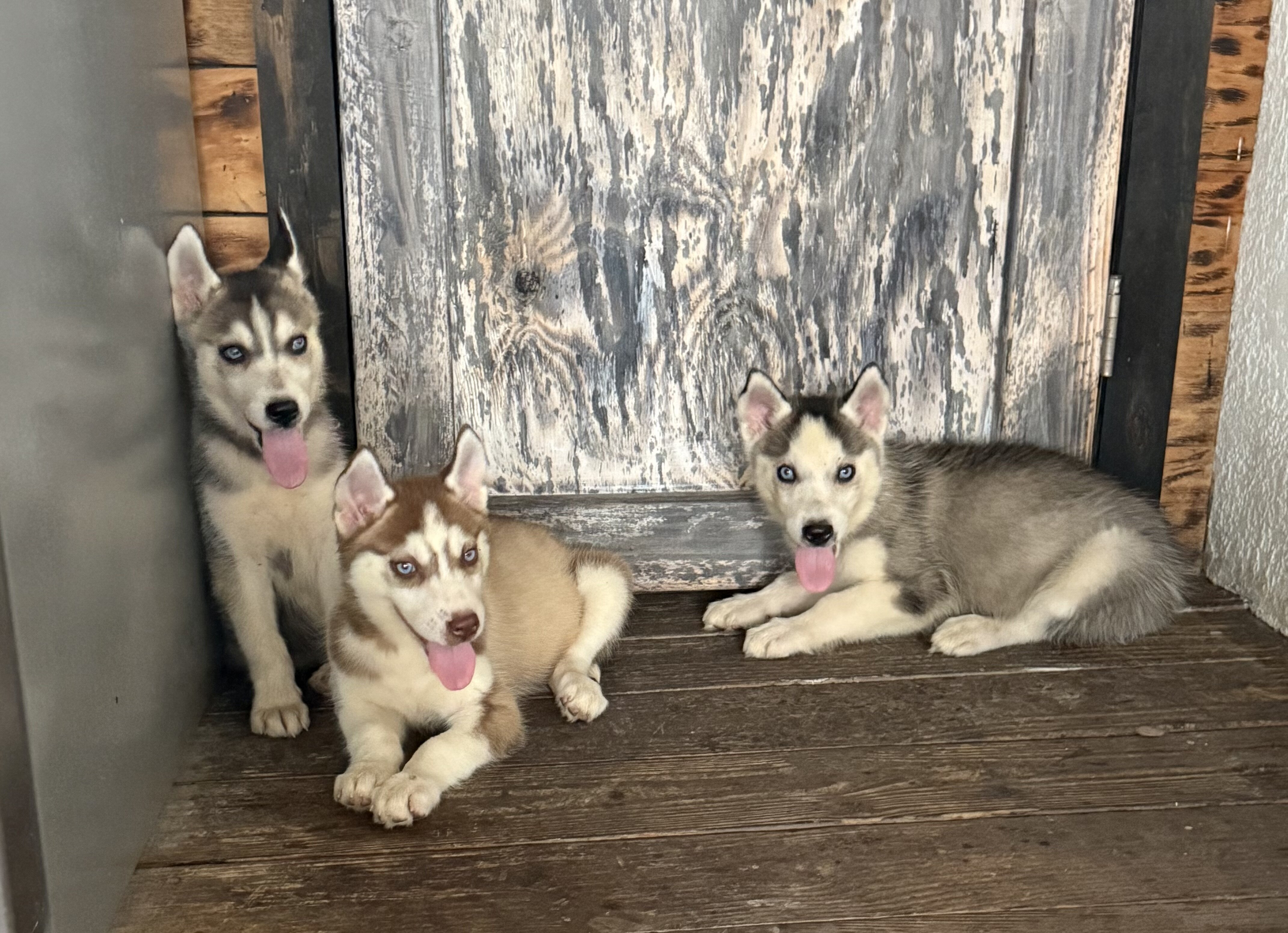 Siberian Huskies Puppy image 1