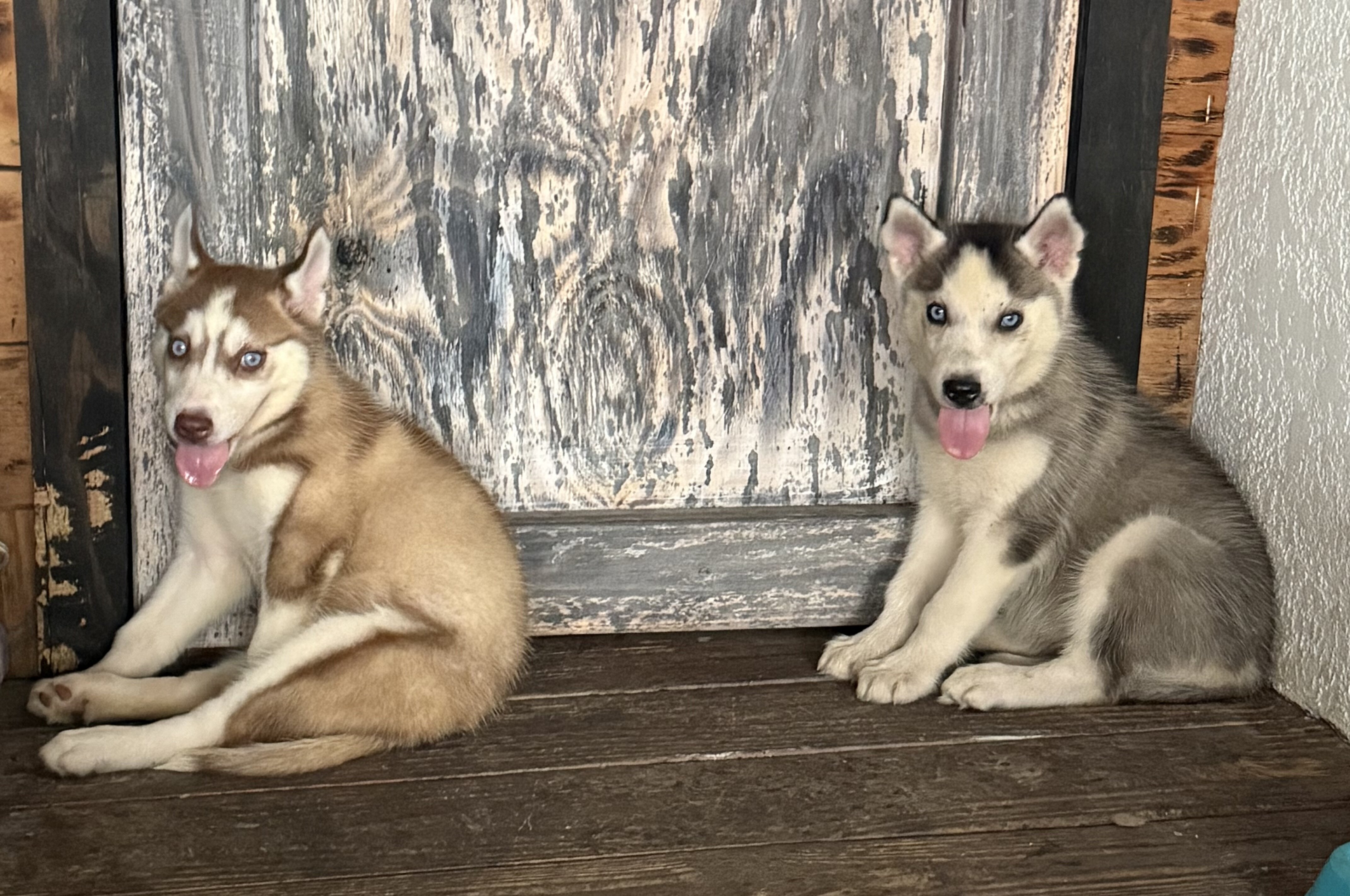 Siberian Huskies Puppy image 2