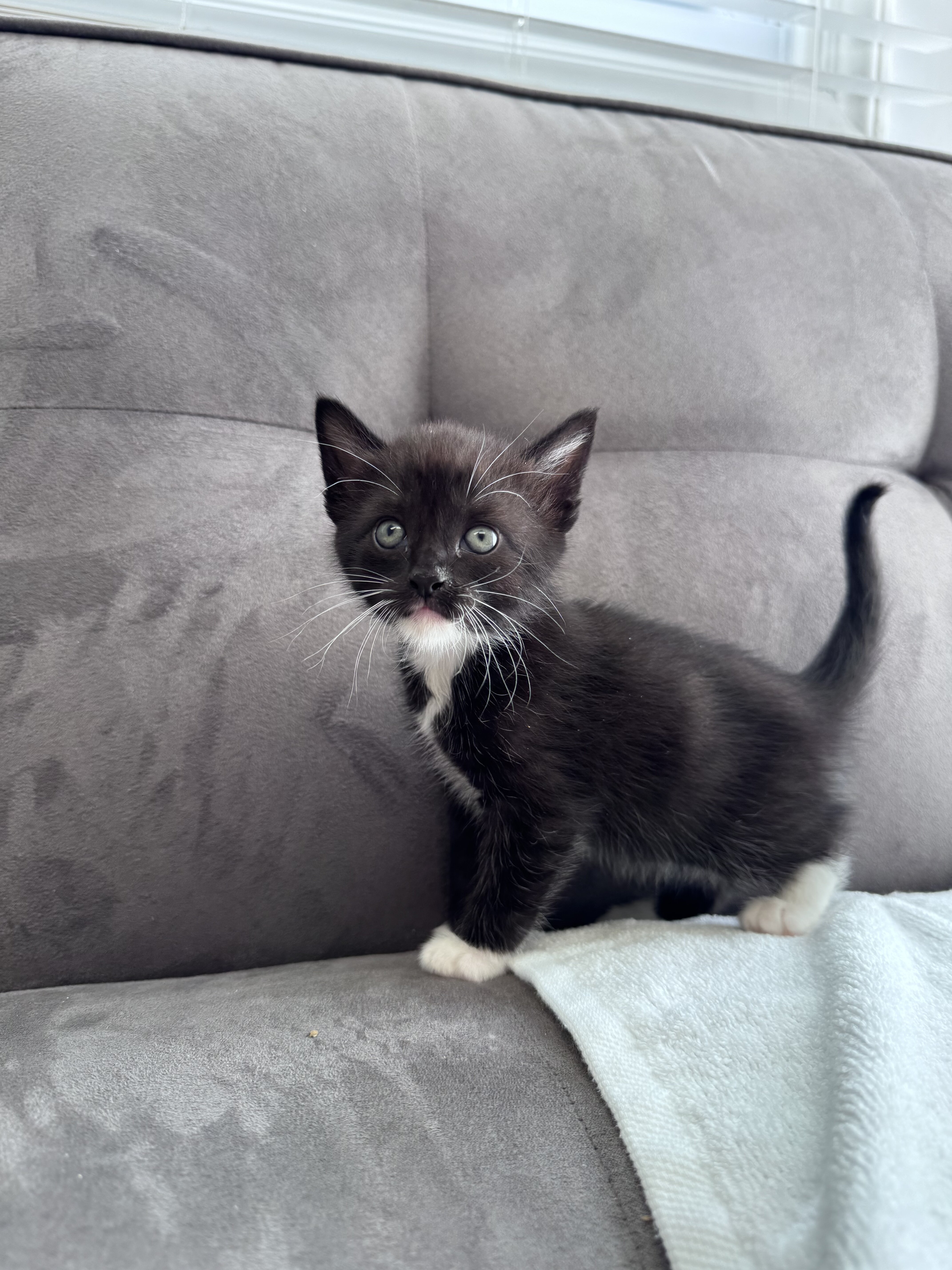 Beautiful Kittens image 2