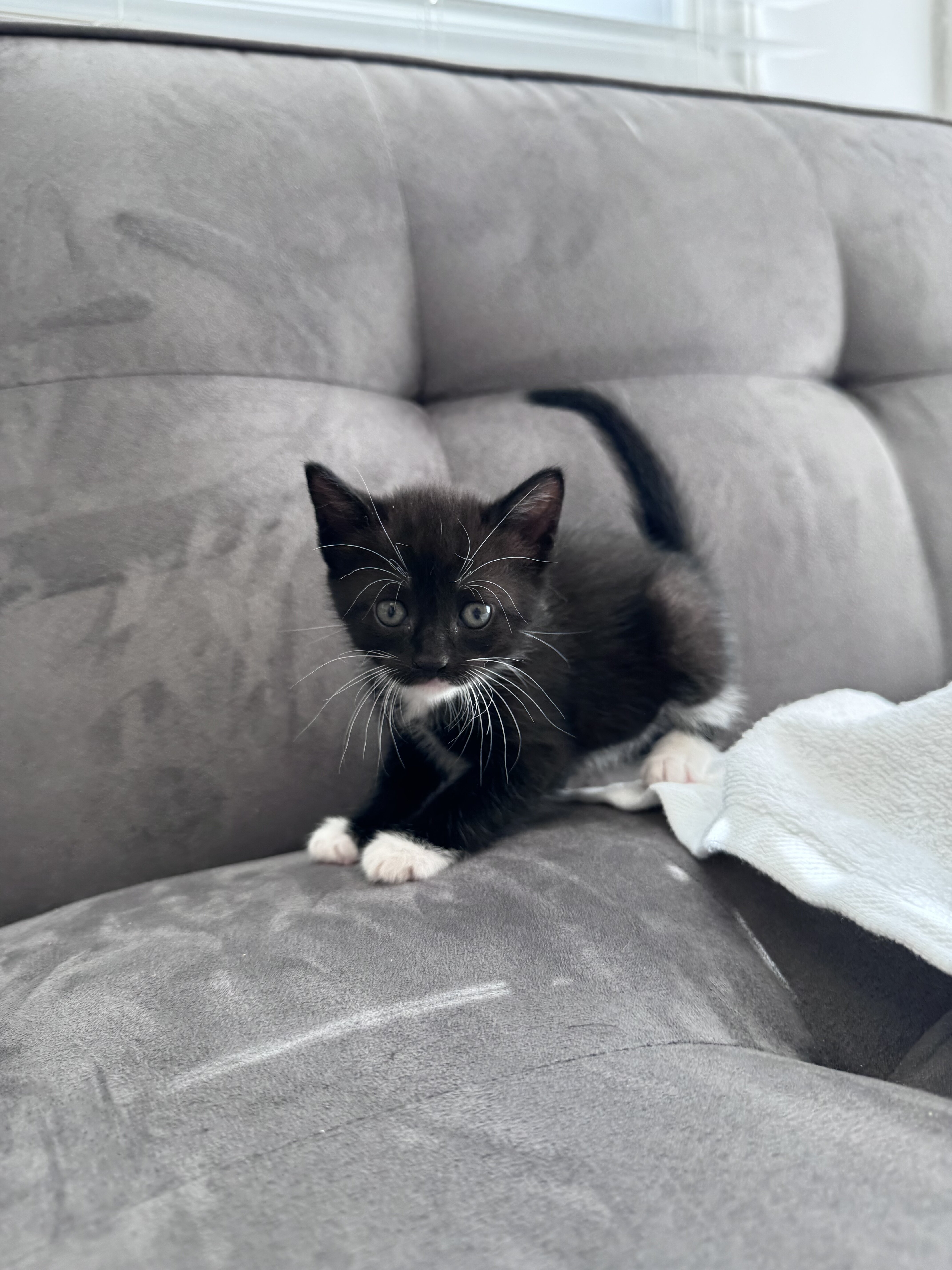 Beautiful Kittens image 1