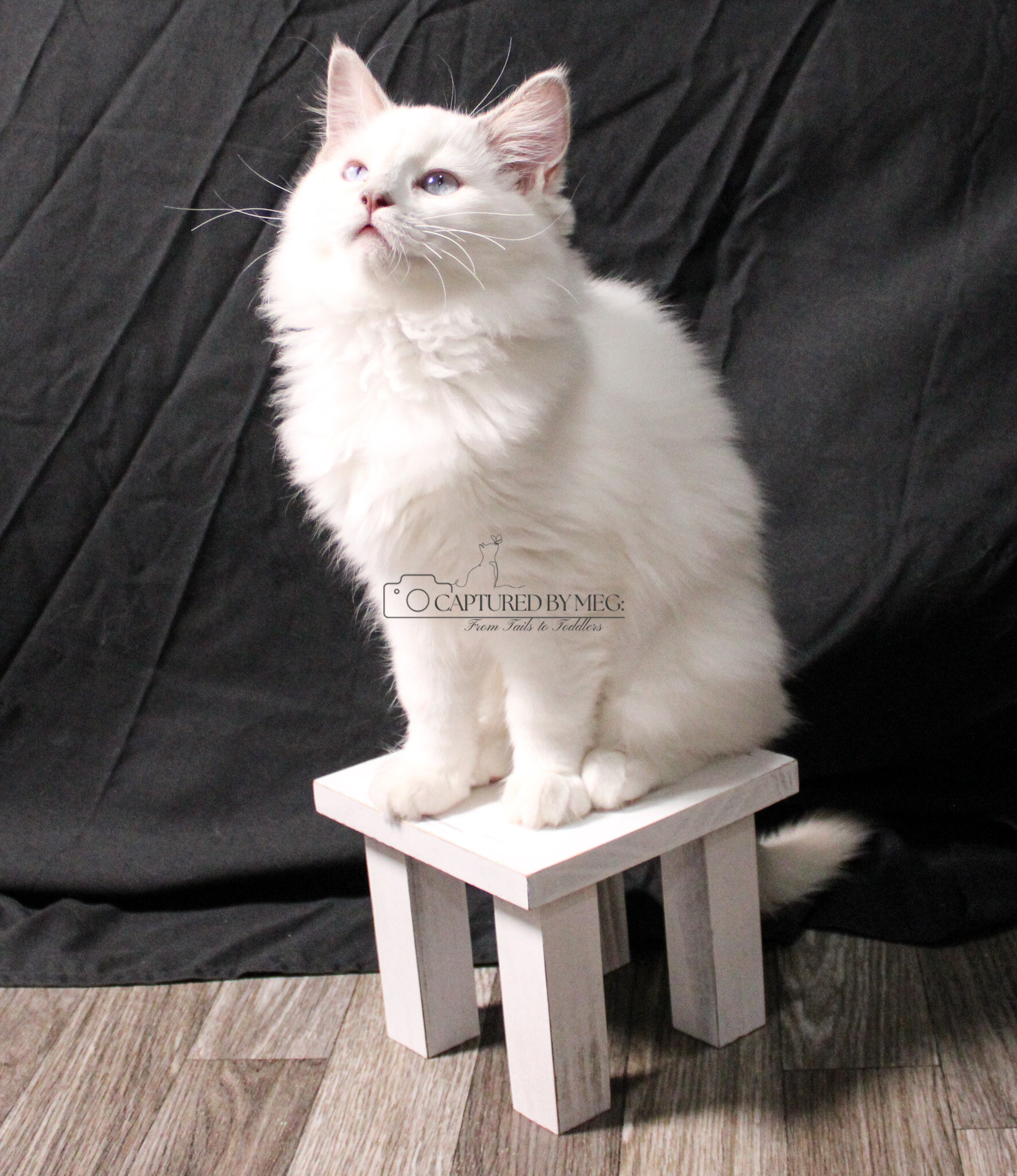 Ragdoll Kitten Lady Soleil image 1