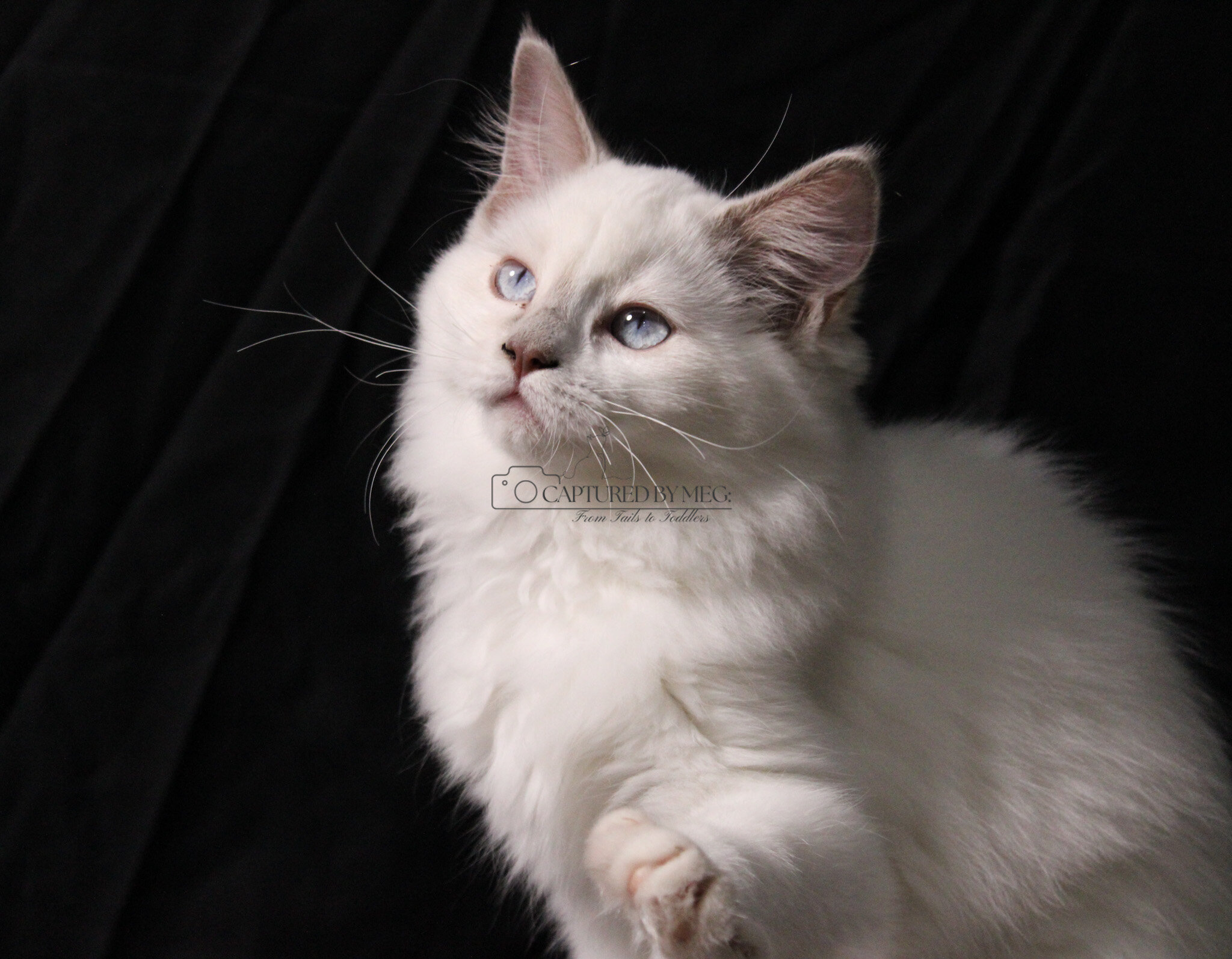 Ragdoll Kitten Lady Soleil image 2