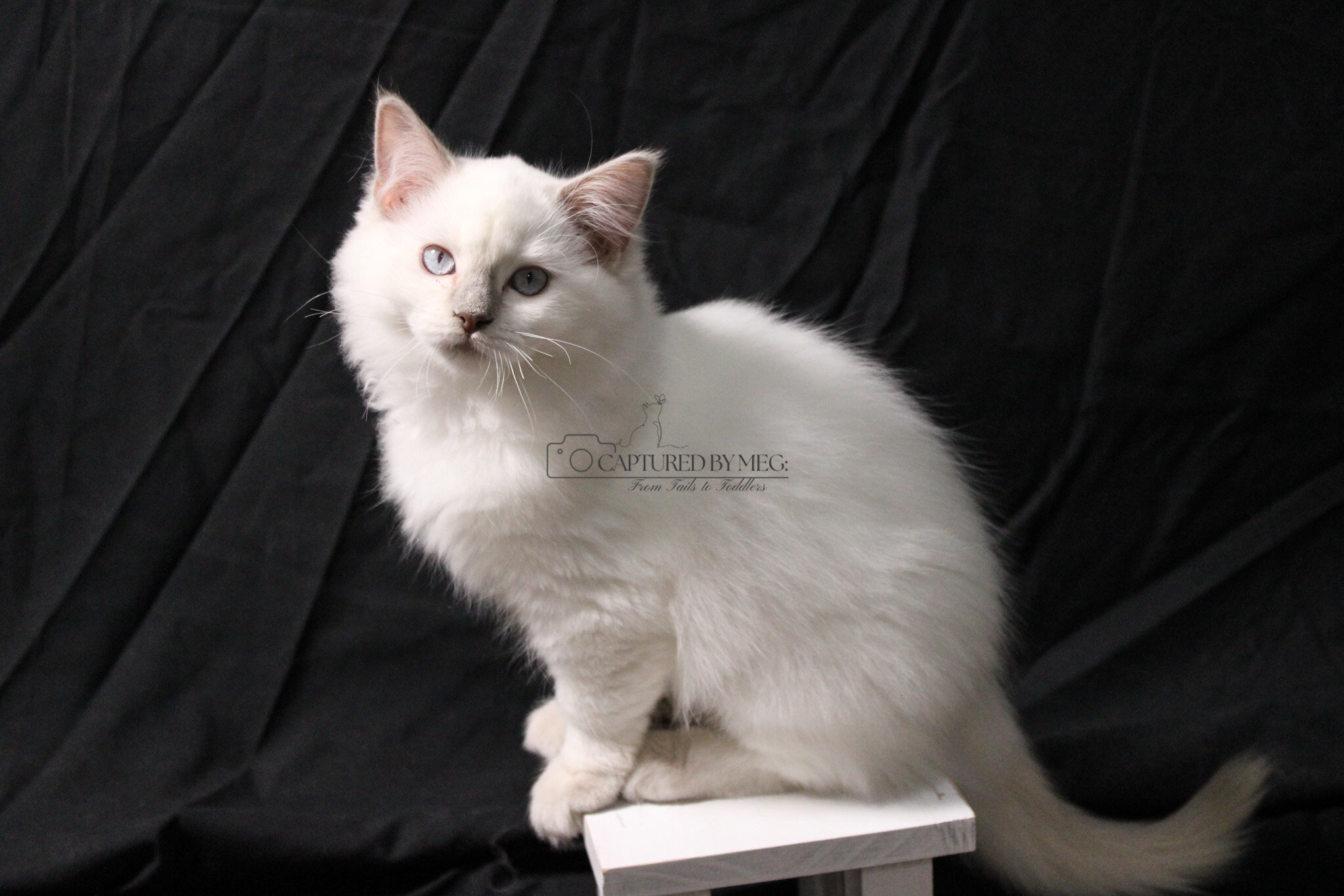 Ragdoll Kitten Lady Soleil image 3