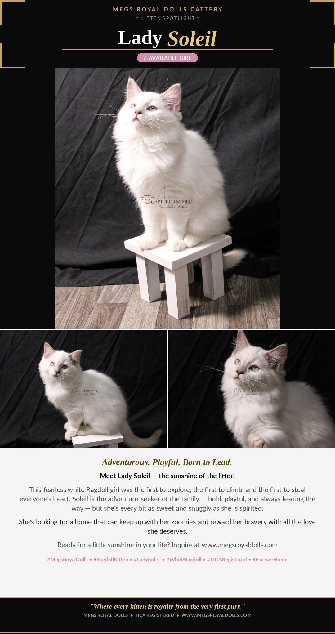 Ragdoll Kitten Lady Soleil image 4