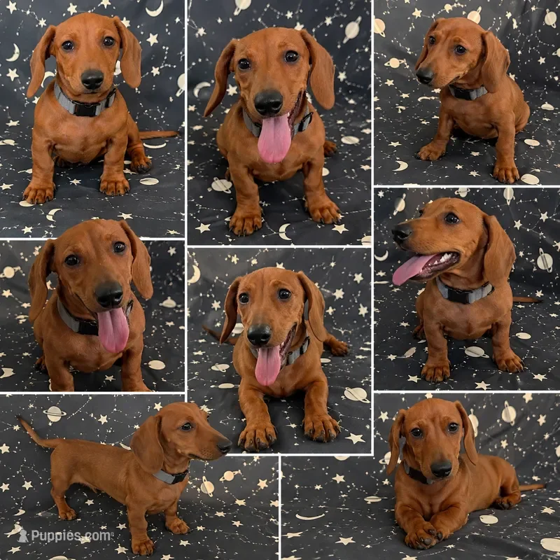 Beautiful Red Mini Dachshund – Fully Vaccinated image 1