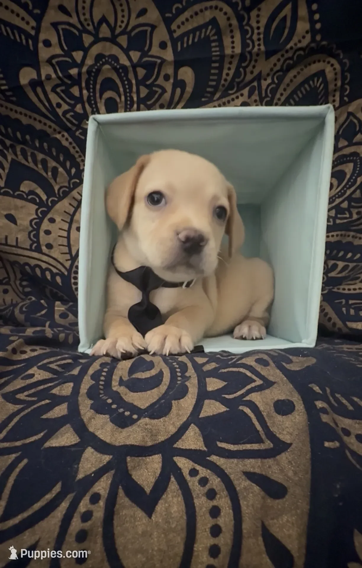Little Sausage Frenchie Boy image 3