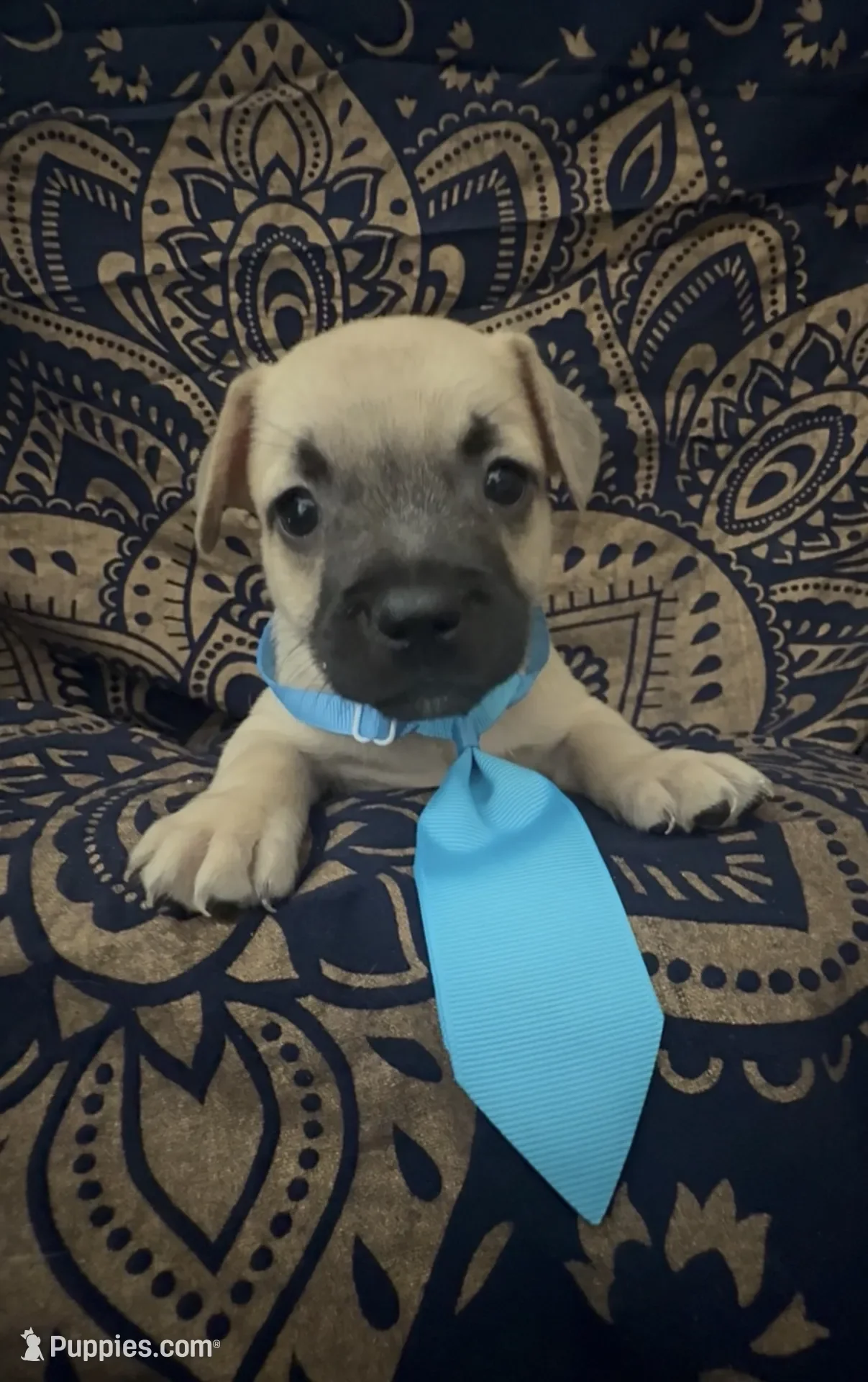 Little Sausage Frenchie Boy image 1