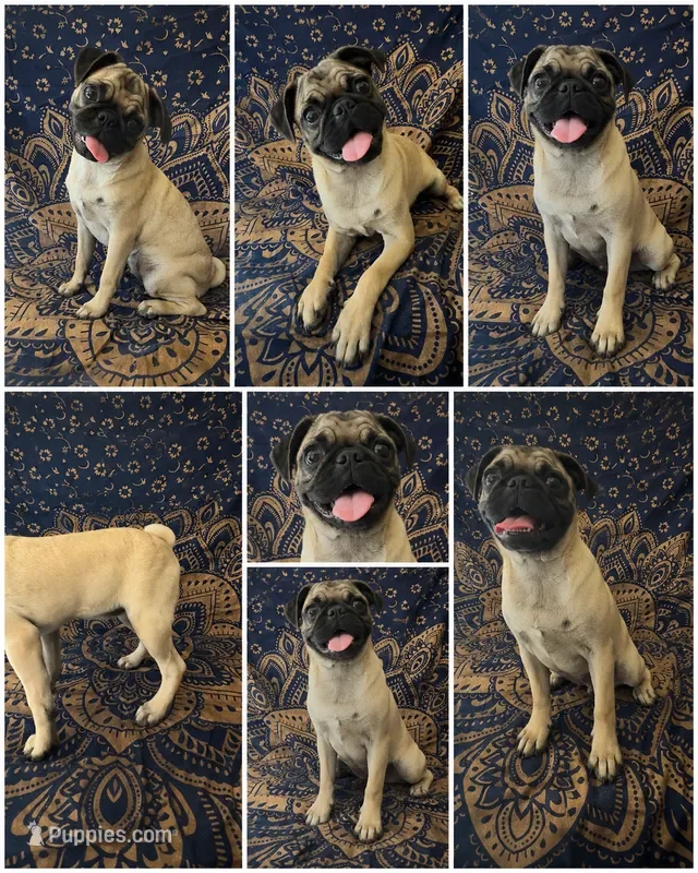 💕 Little Lovebug Bugg – Pug × Boston Terrier 💕 image 1