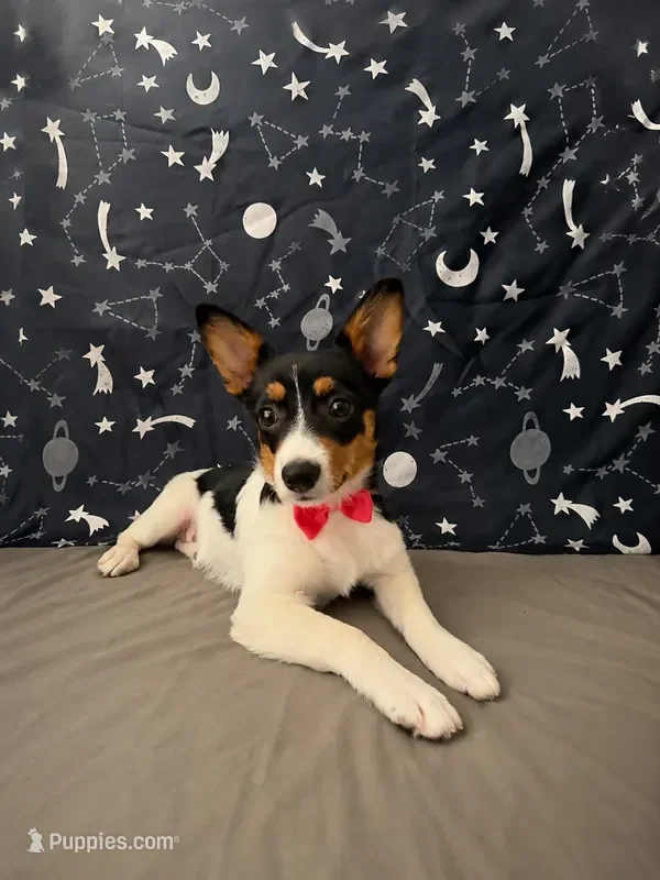 Sweet Girl corgi Australian Shepherd image 1