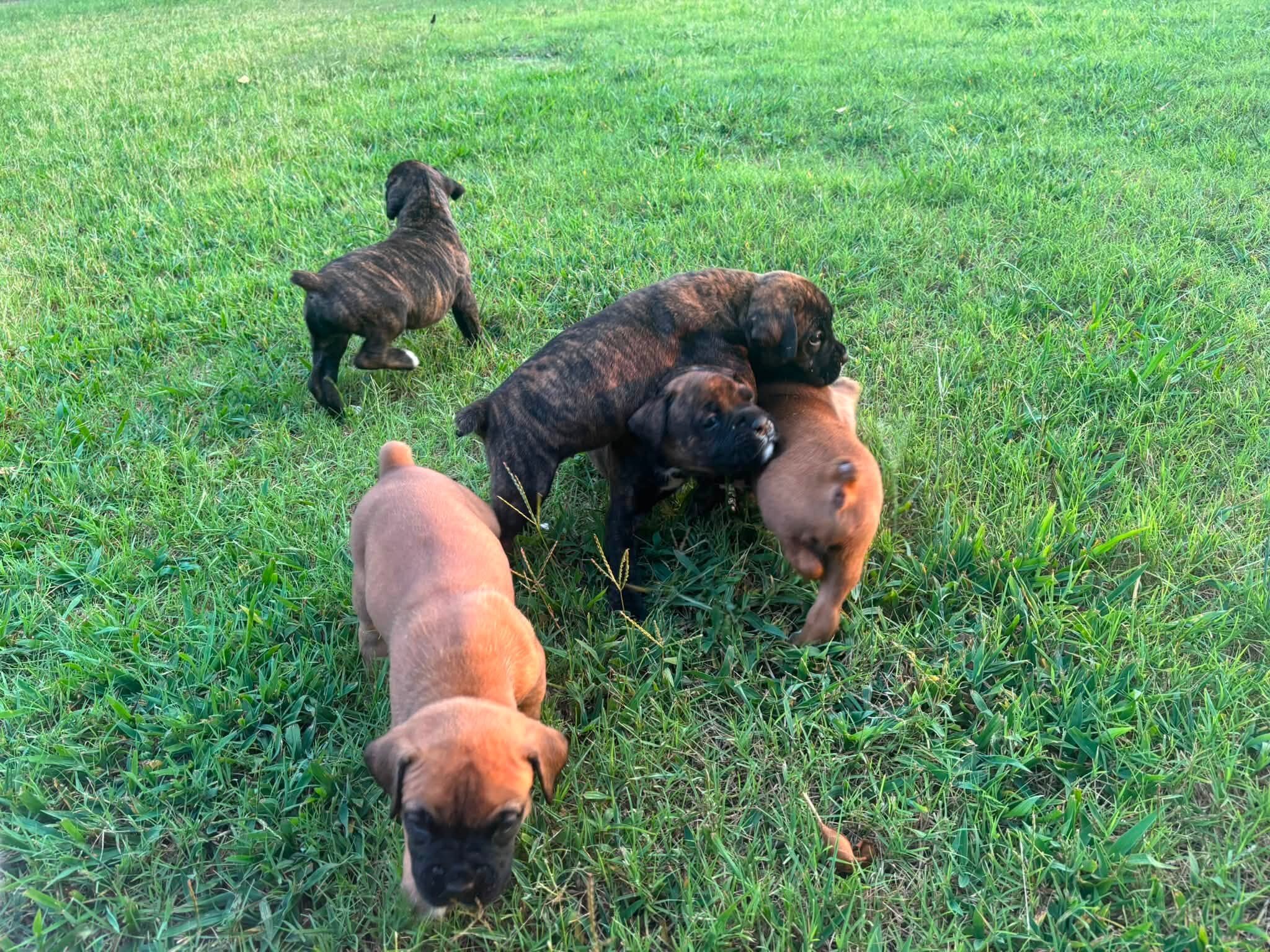 Full-Blooded Boxer Puppies image 1