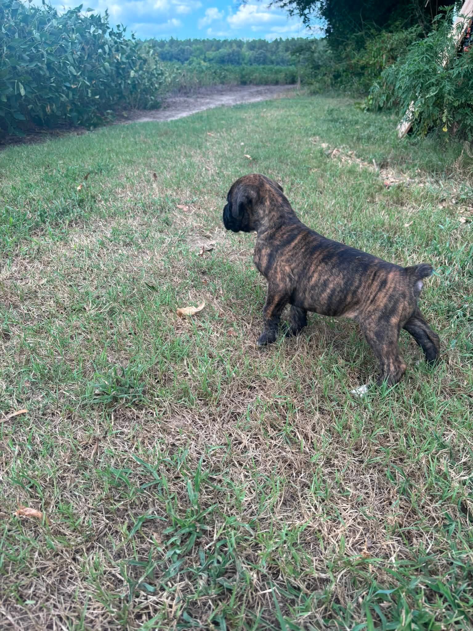 Full-Blooded Boxer Puppies image 2