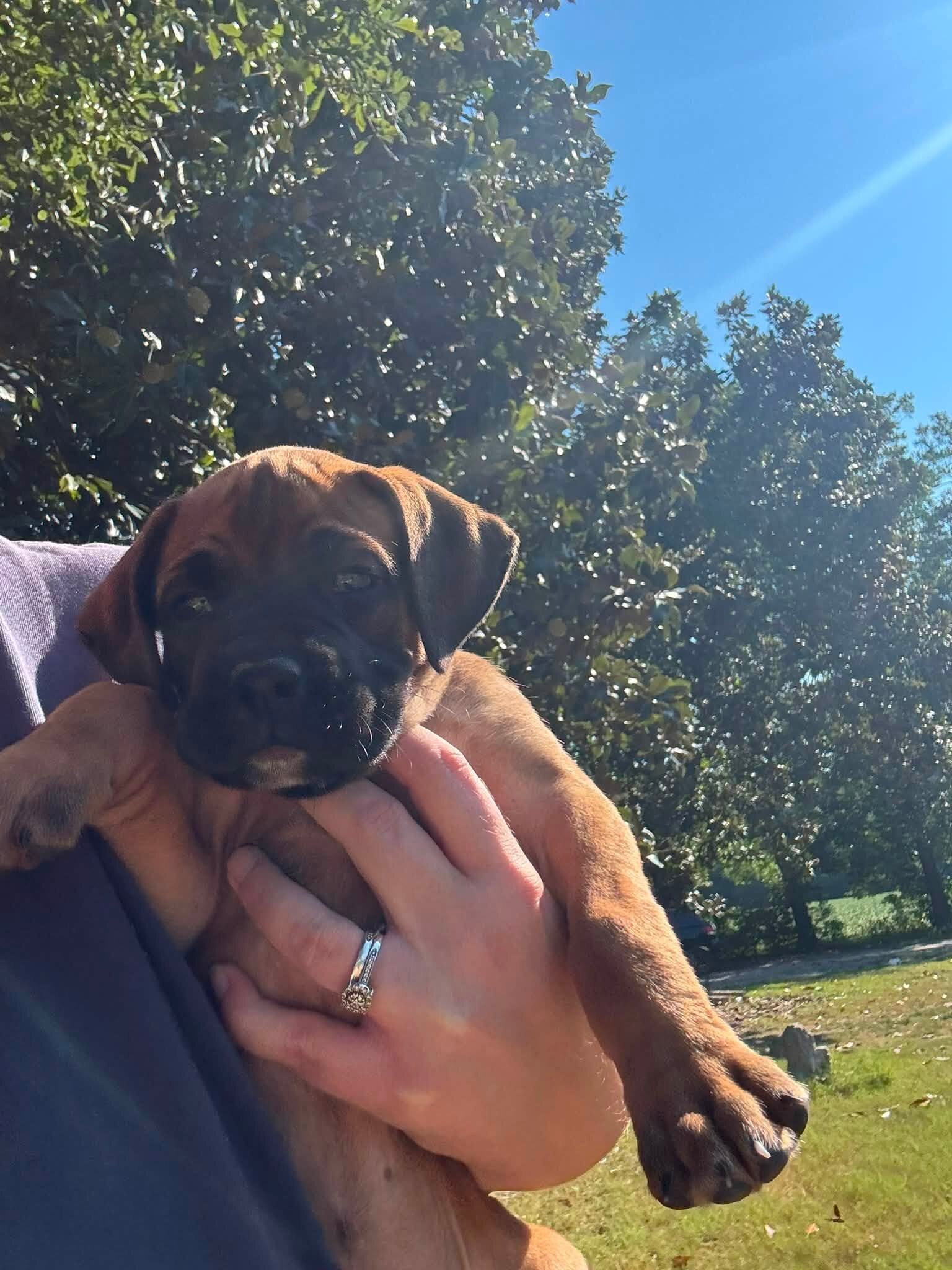 Full-Blooded Boxer Puppies image 3