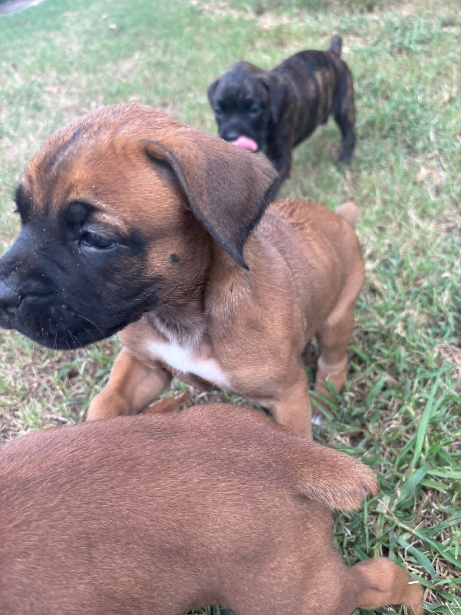 Full-Blooded Boxer Puppies image 4
