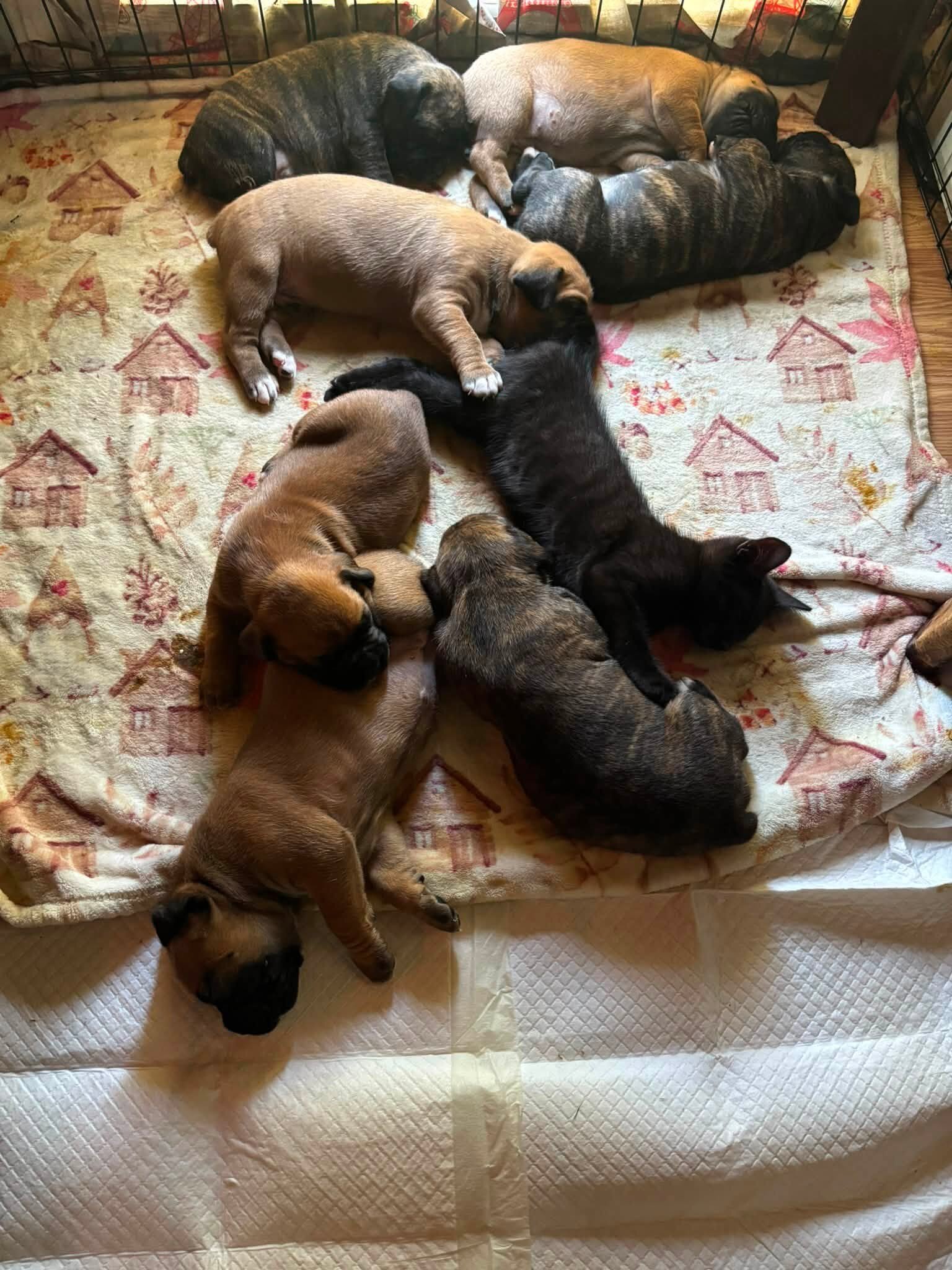Full-Blooded Boxer Puppies image 5