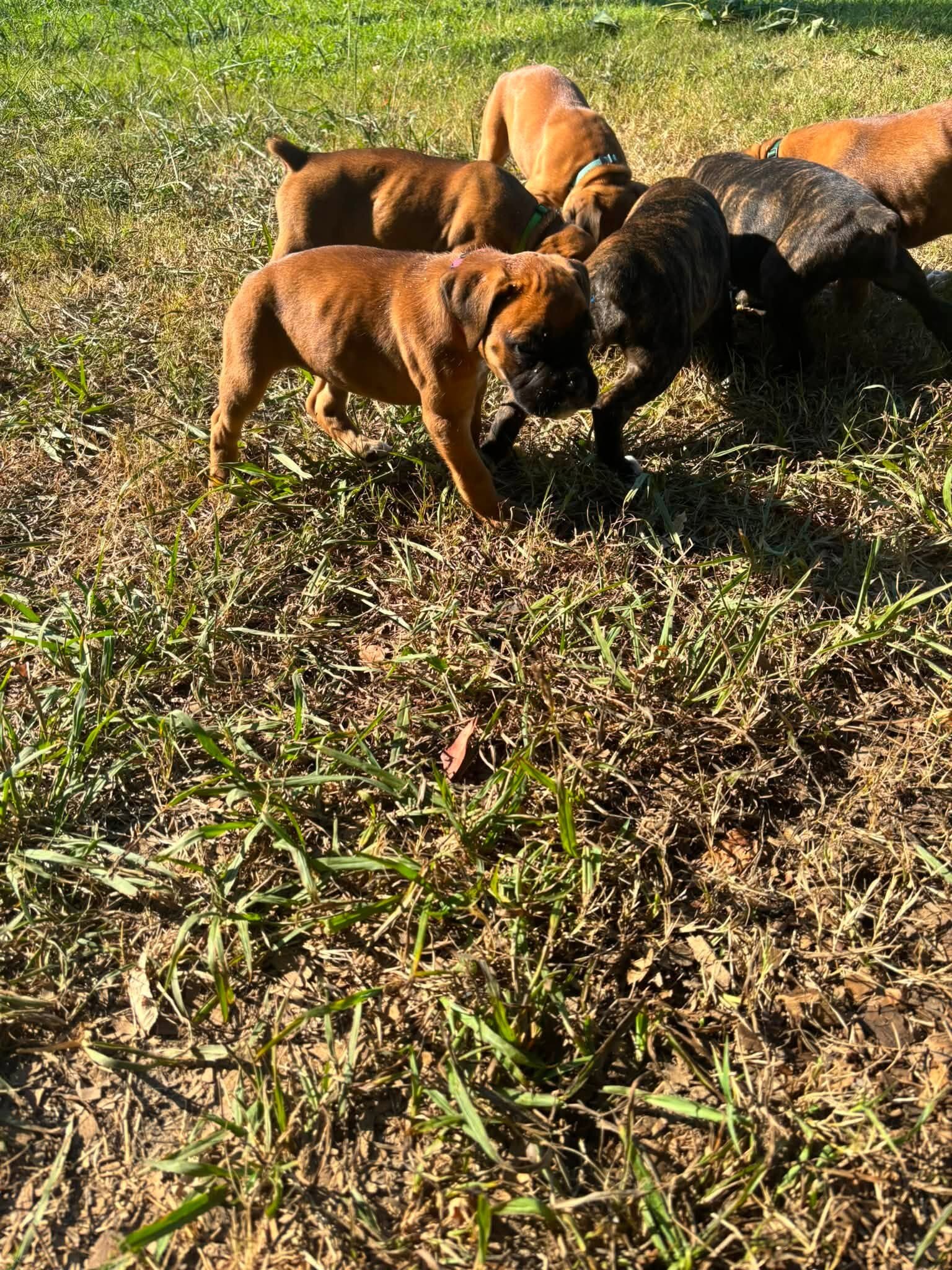 Full-Blooded Boxer Puppies image 6