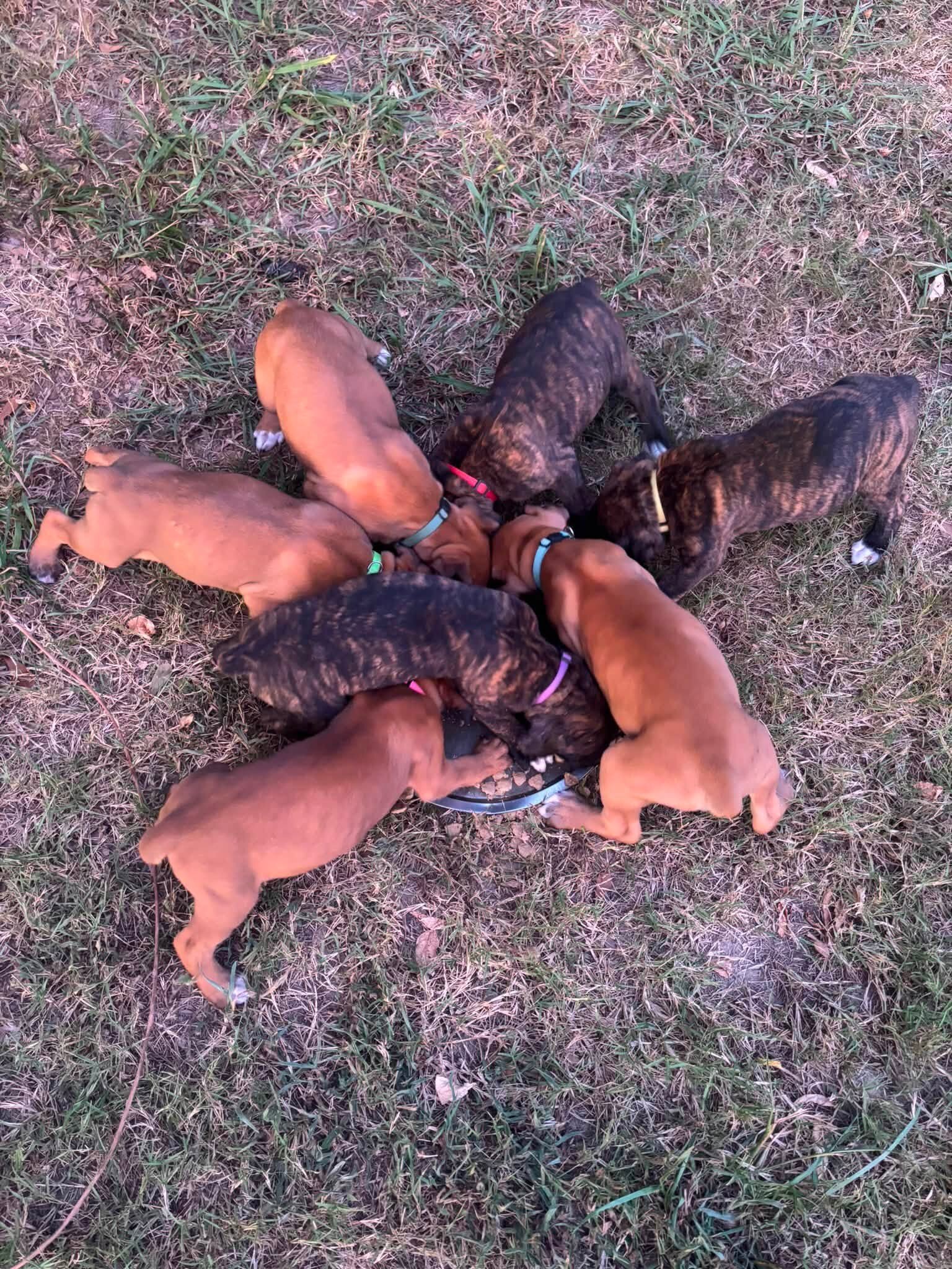 Full-Blooded Boxer Puppies image 7