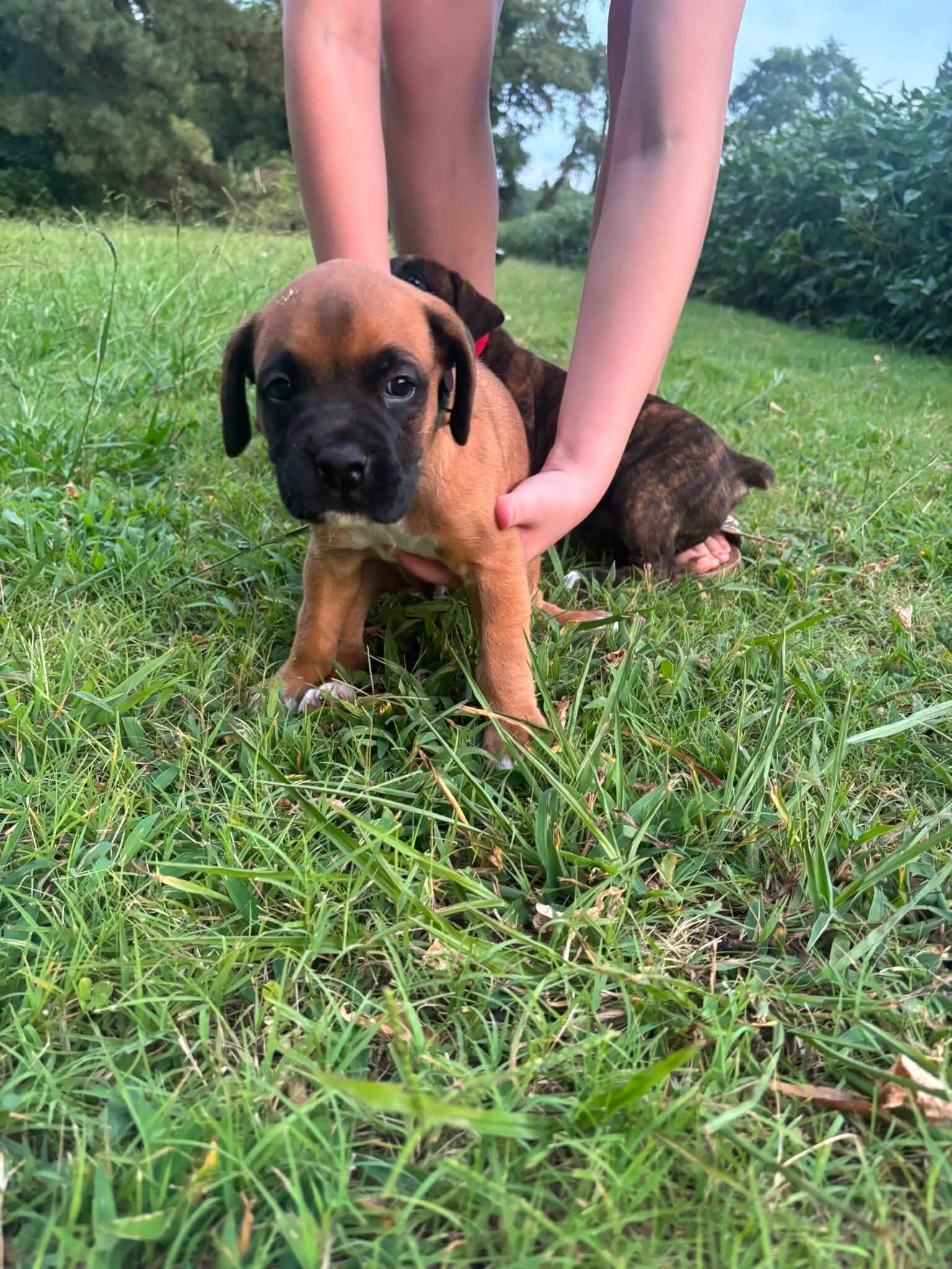 Full-Blooded Boxer Puppies image 8