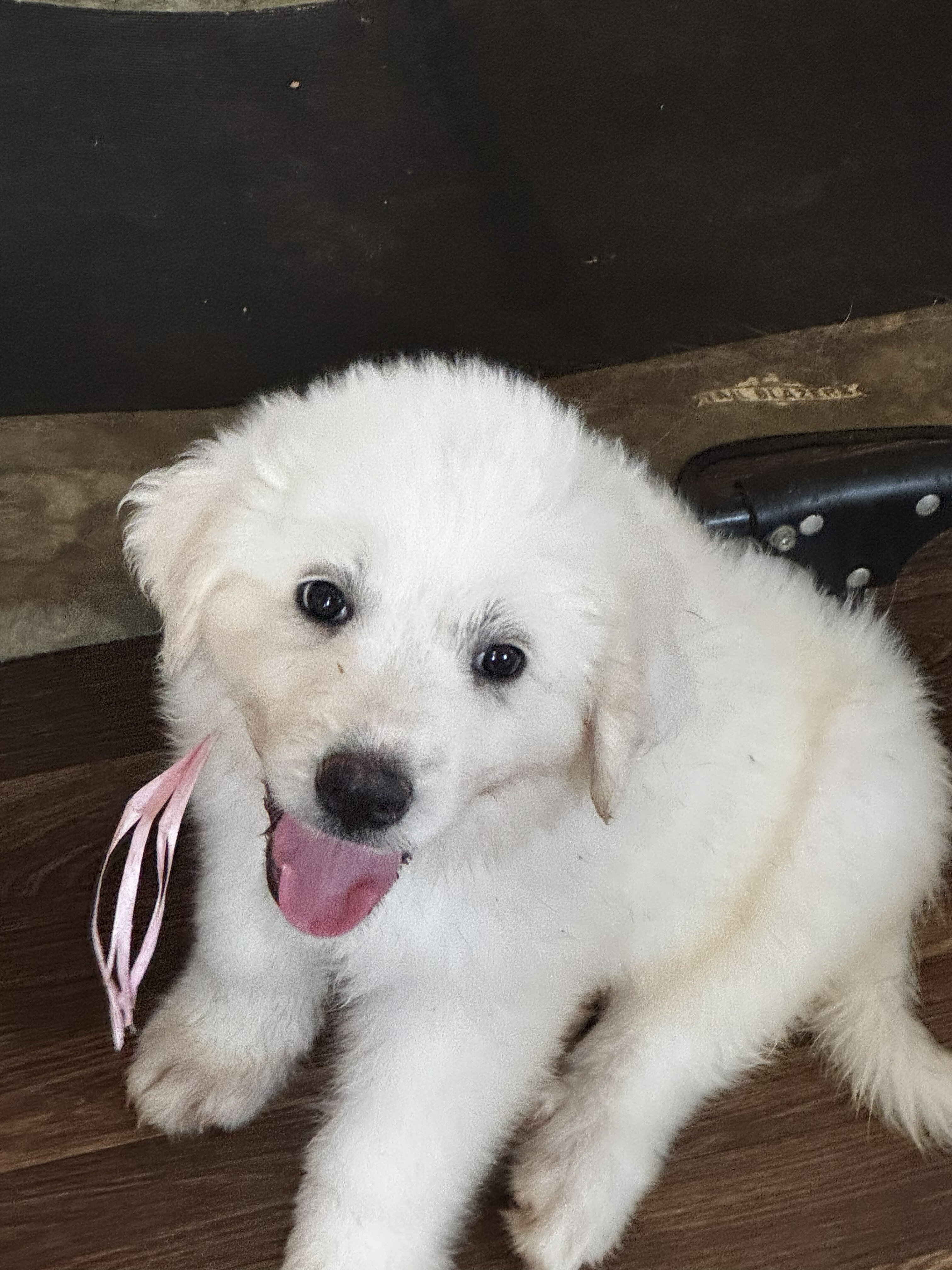 Great Pyrenees Puppy image 6
