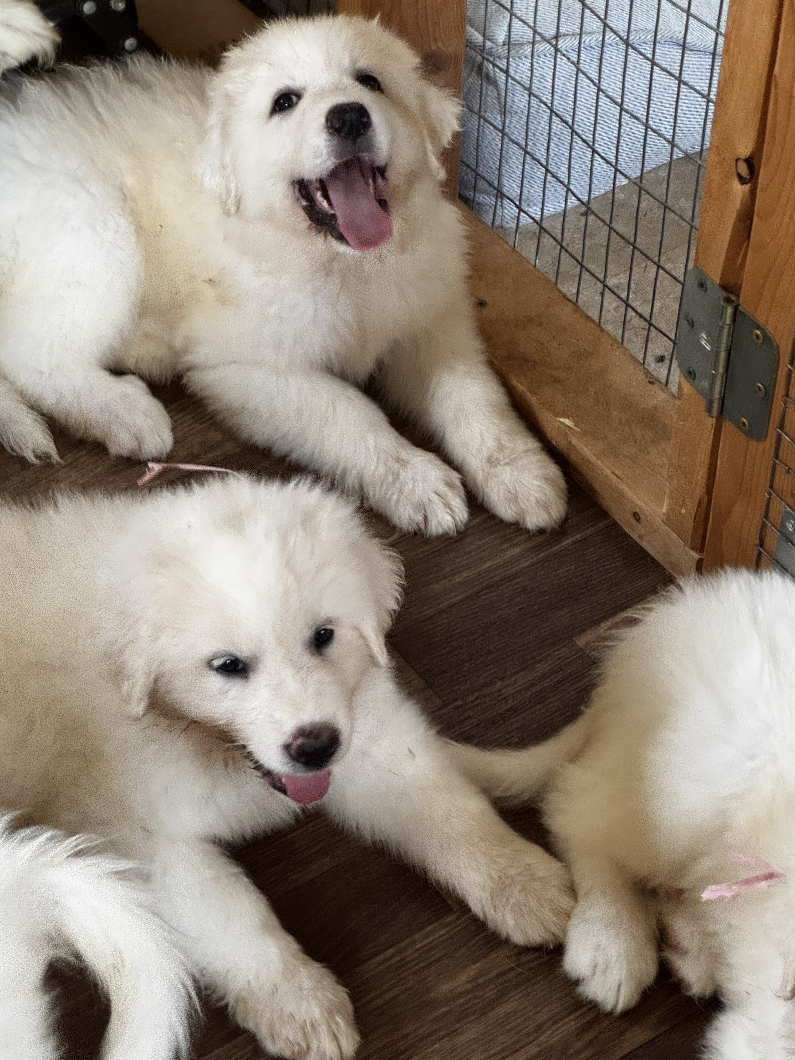 Great Pyrenees Puppy image 2