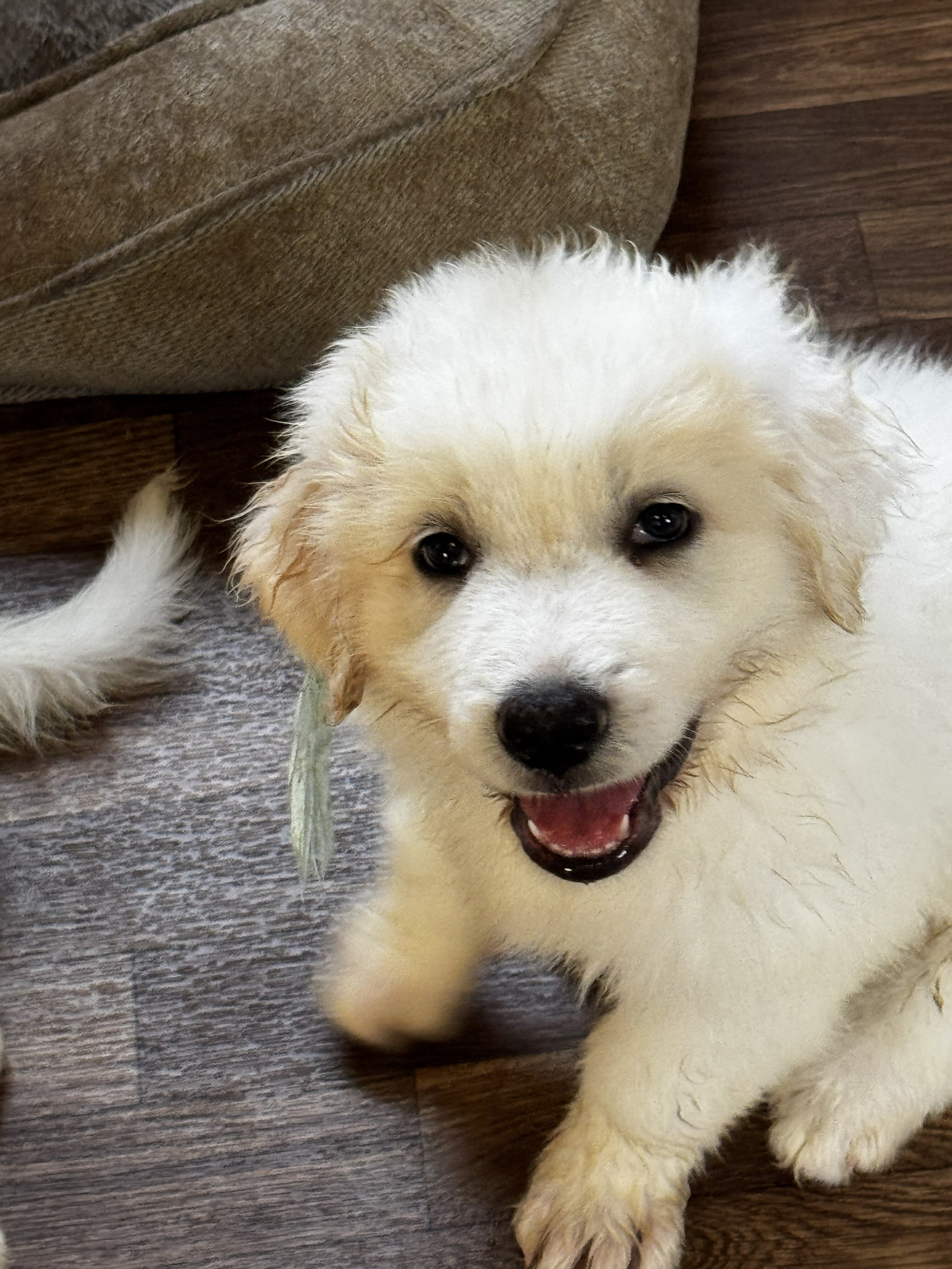 Great Pyrenees Puppy image 3