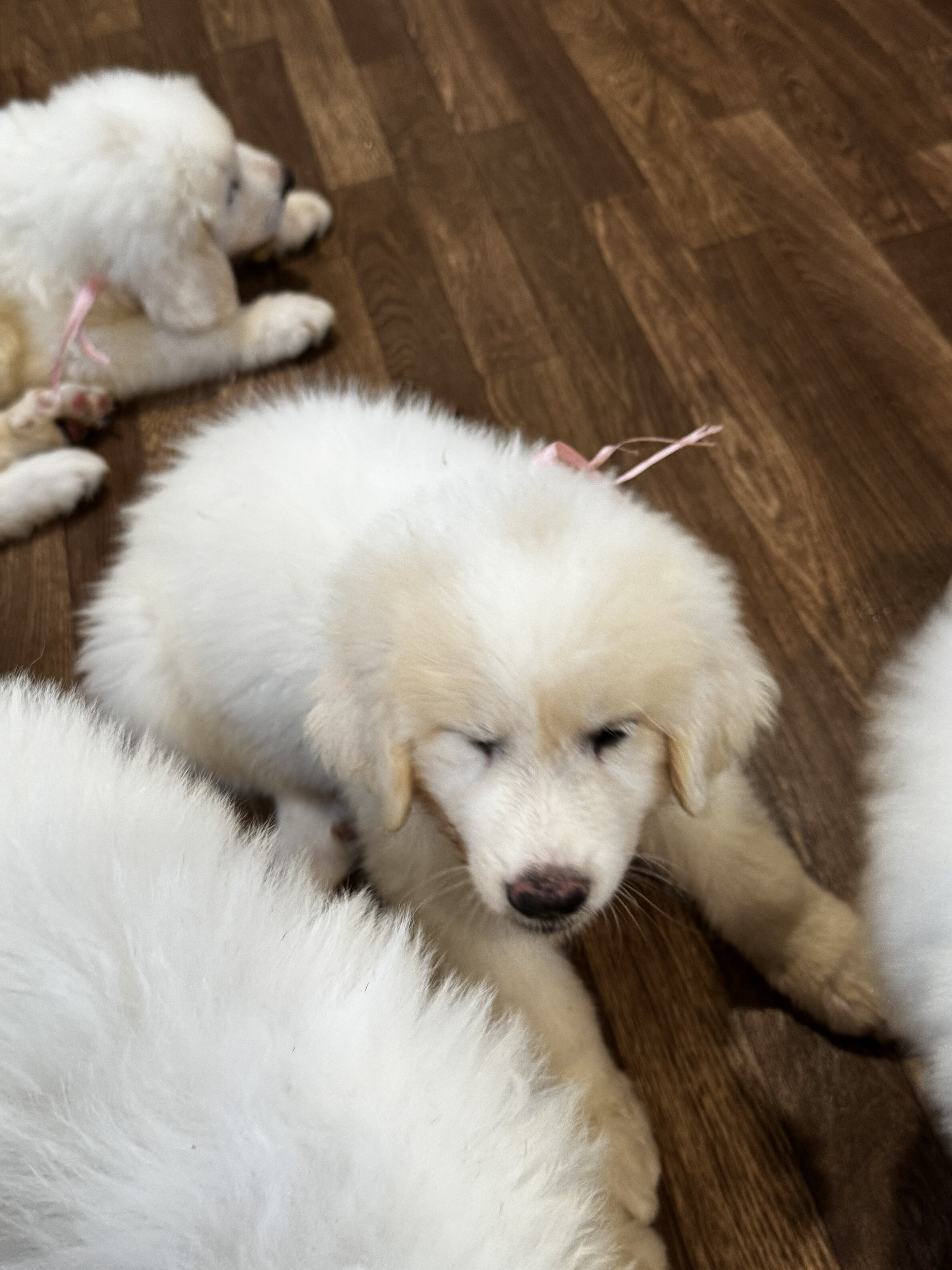 Great Pyrenees Puppy image 4