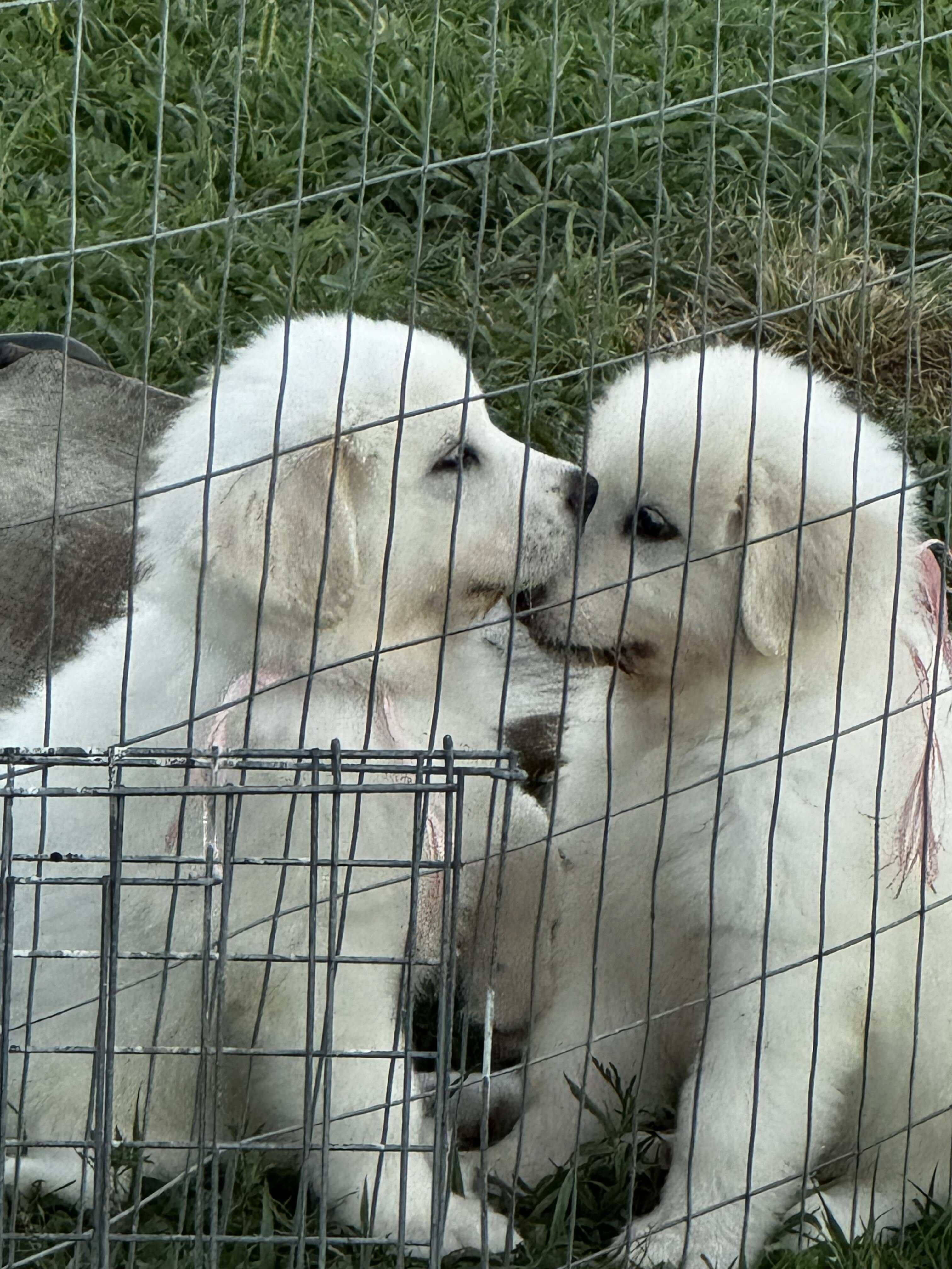Great Pyrenees Puppy image 1