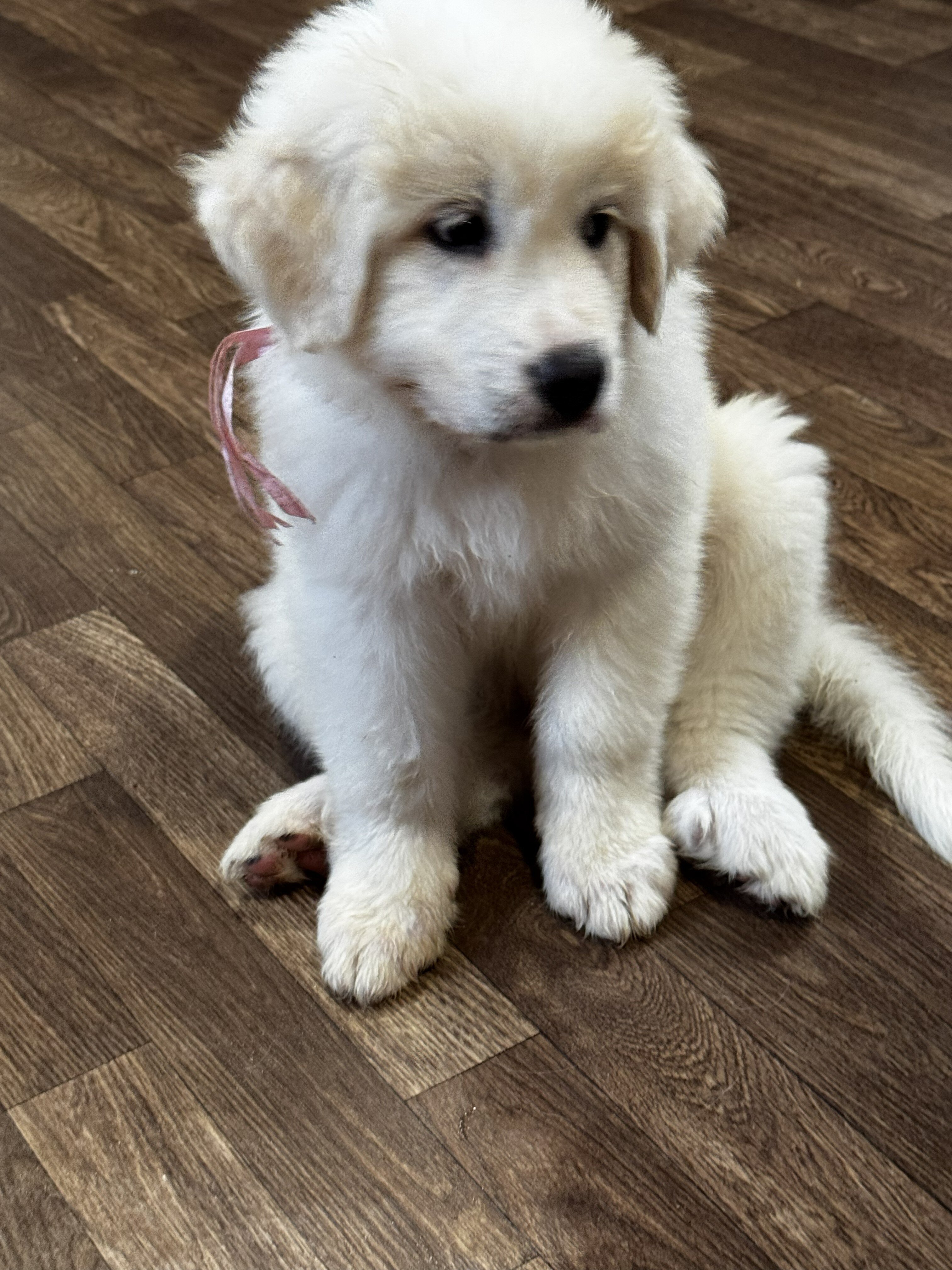 Great Pyrenees Puppy image 5